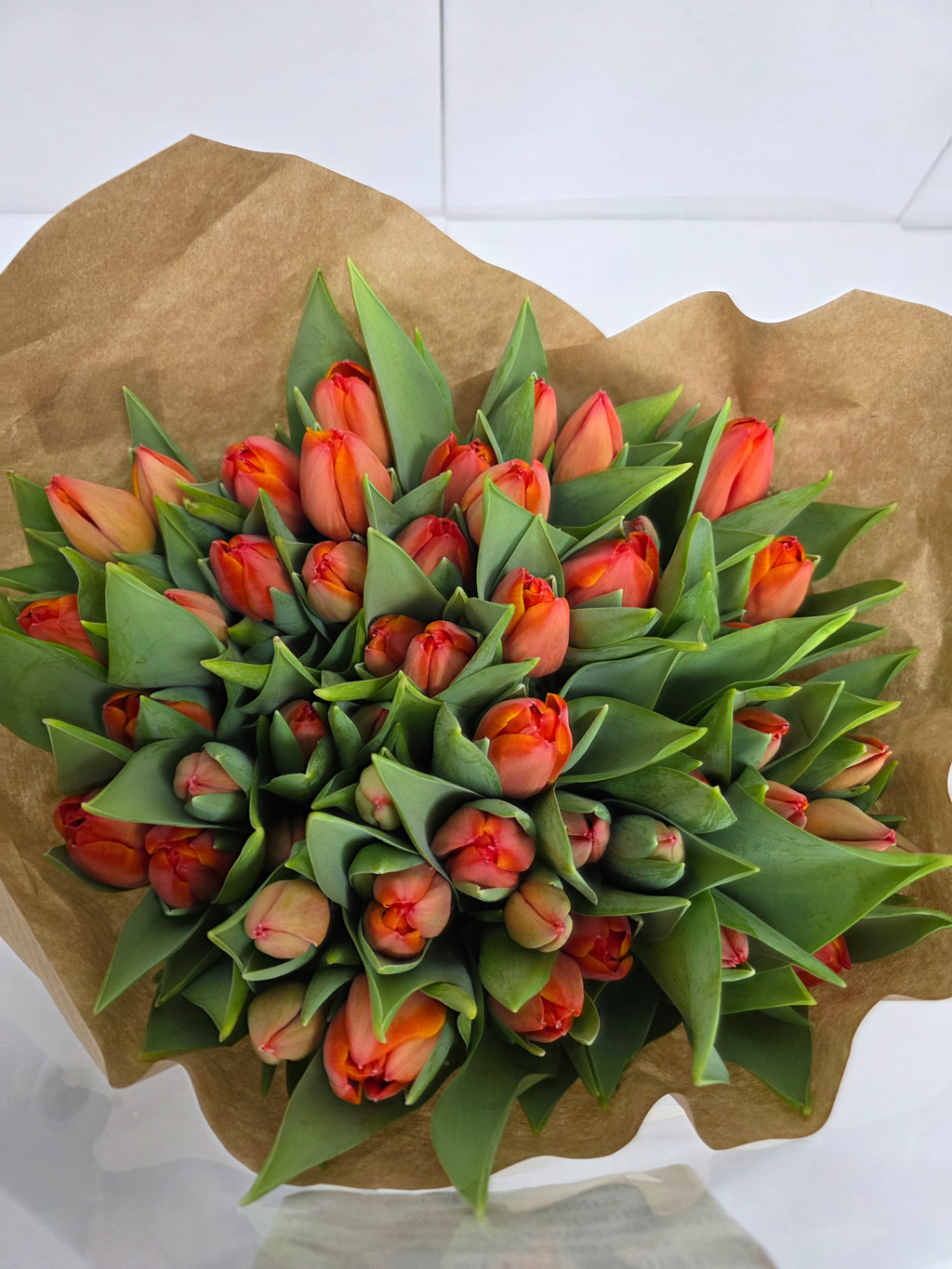 Farm Fresh Tulipa En Ad Rem( Bunch of 50stems, Length 38cm)