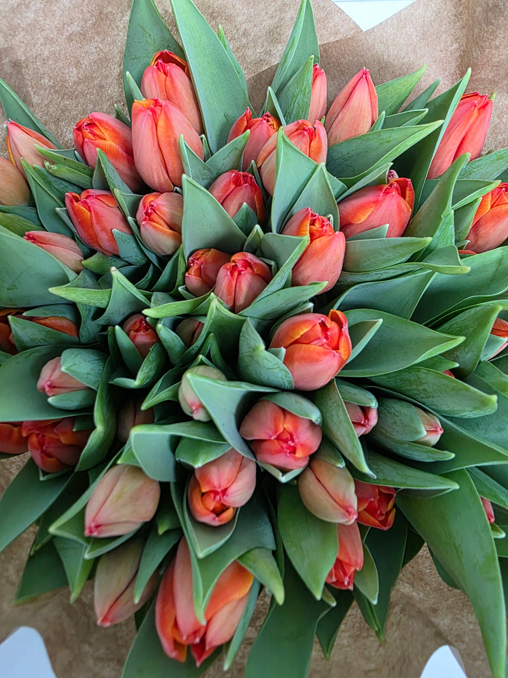Farm Fresh Tulipa En Ad Rem( Bunch of 50stems, Length 38cm)