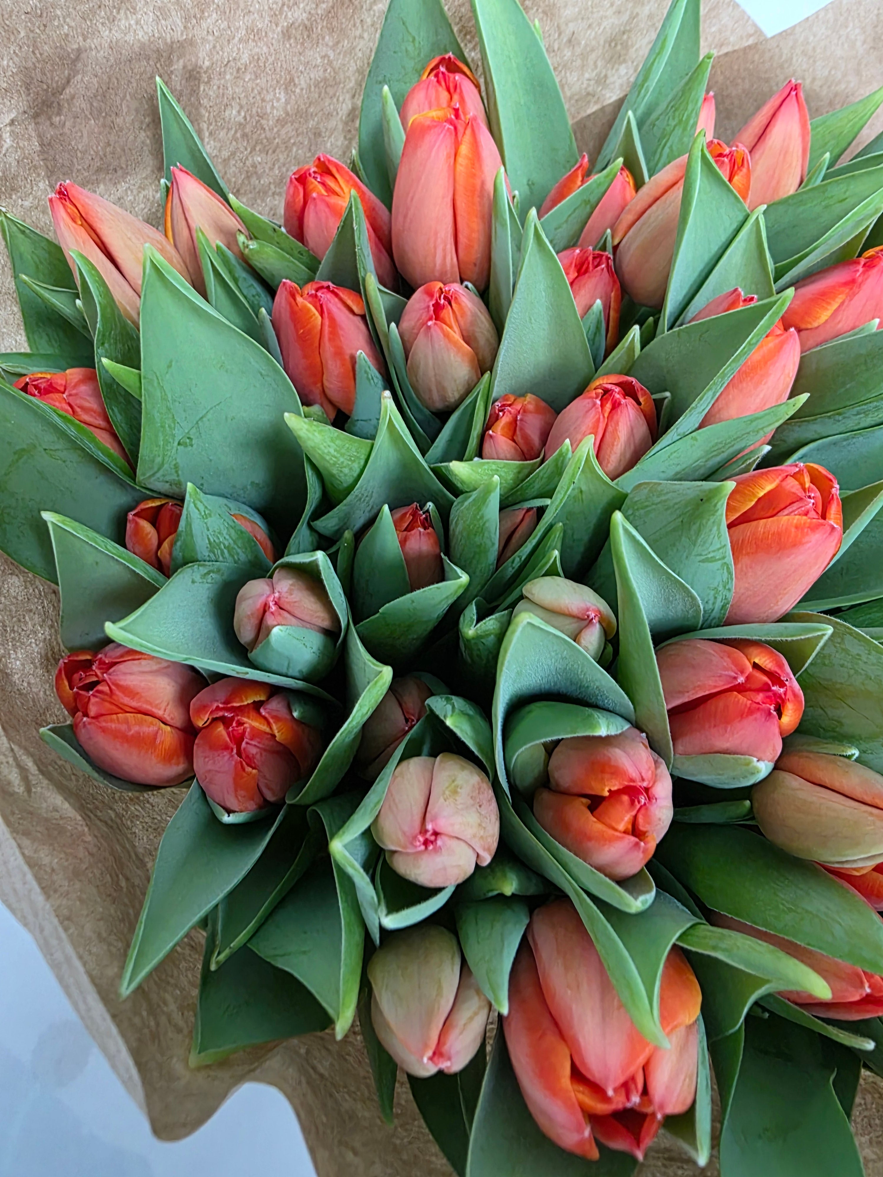 Farm Fresh Tulipa En Ad Rem( Bunch of 50stems, Length 38cm)