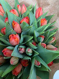 Farm Fresh Tulipa En Ad Rem( Bunch of 50stems, Length 38cm)