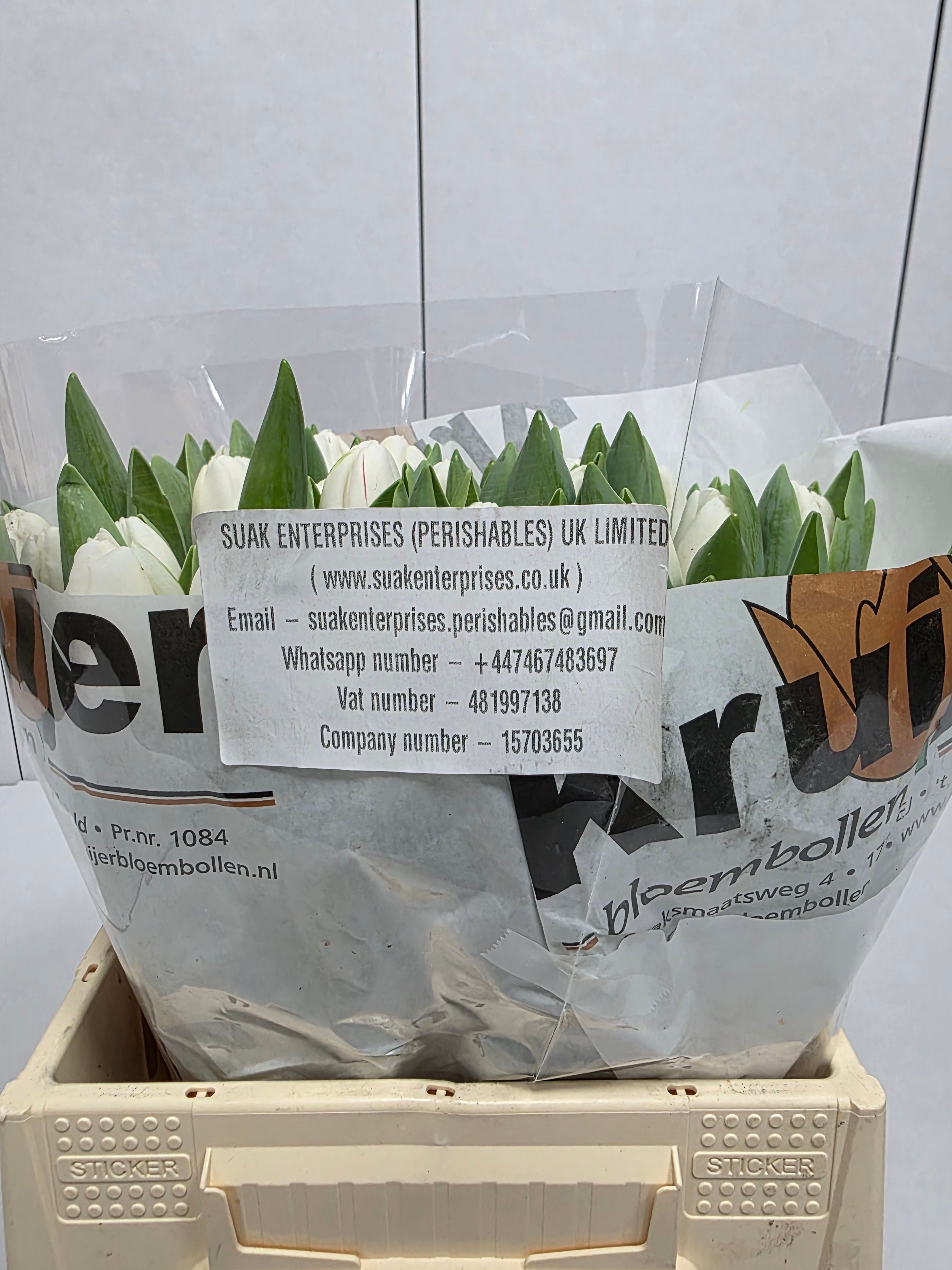 Farm Fresh Tulipa En Antartica ( Bunch of 50stems, Length 38cm)
