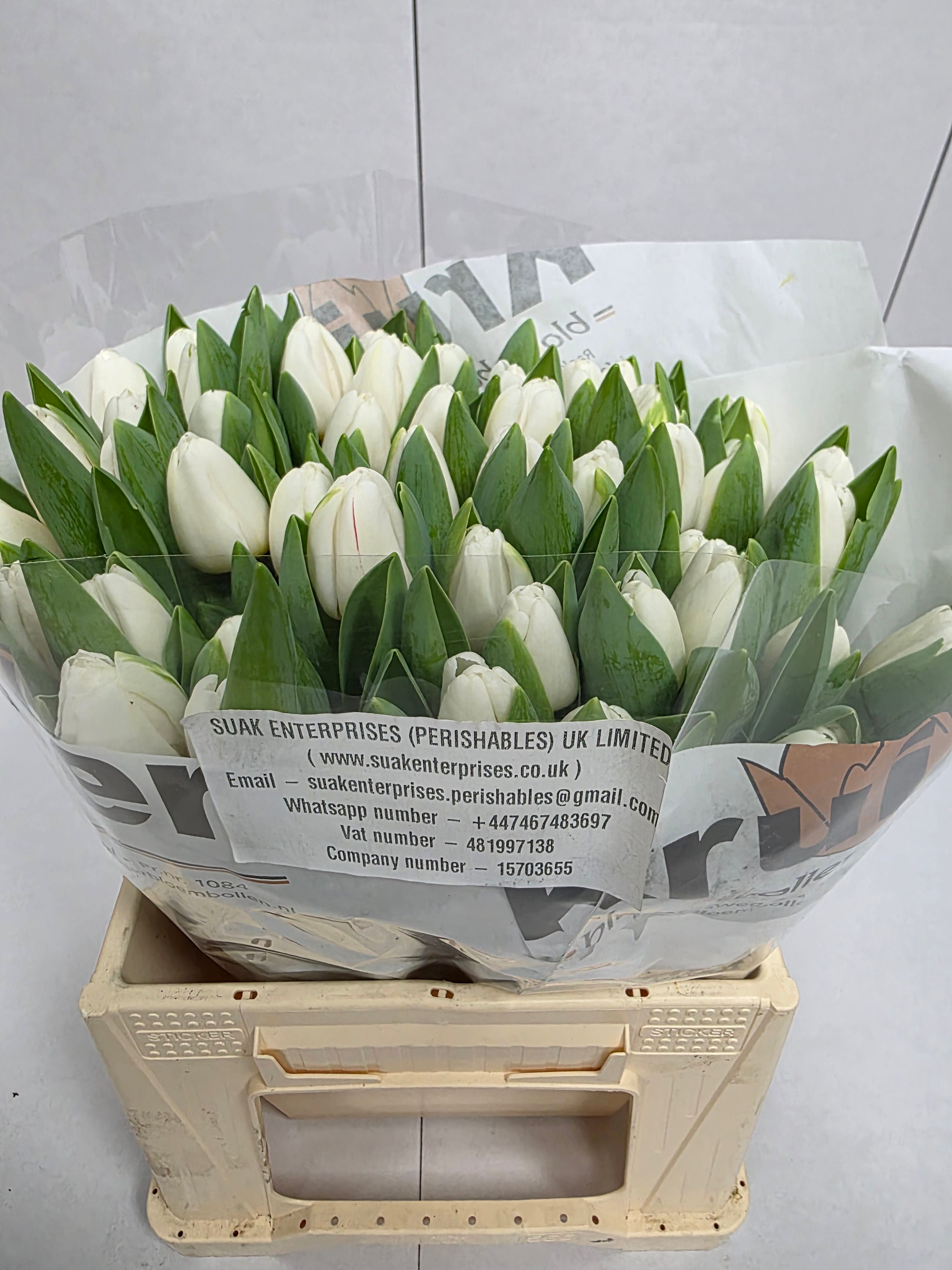 Farm Fresh Tulipa En Antartica ( Bunch of 50stems, Length 38cm)