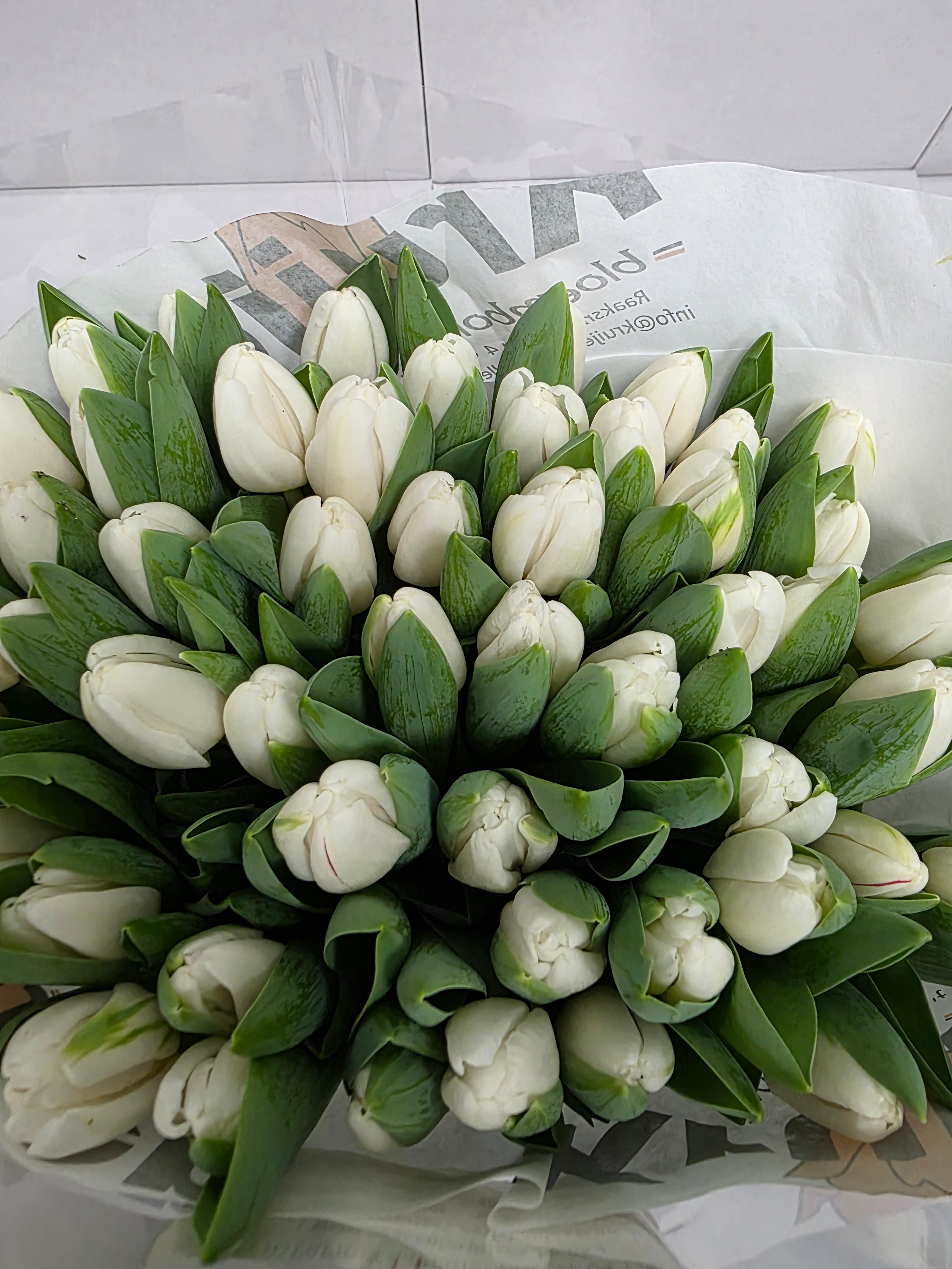 Farm Fresh Tulipa En Antartica ( Bunch of 50stems, Length 38cm)