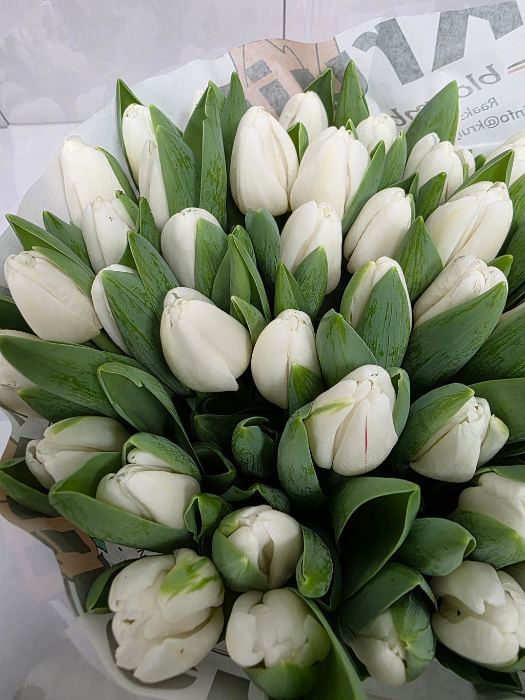 Farm Fresh Tulipa En Antartica ( Bunch of 50stems, Length 38cm)