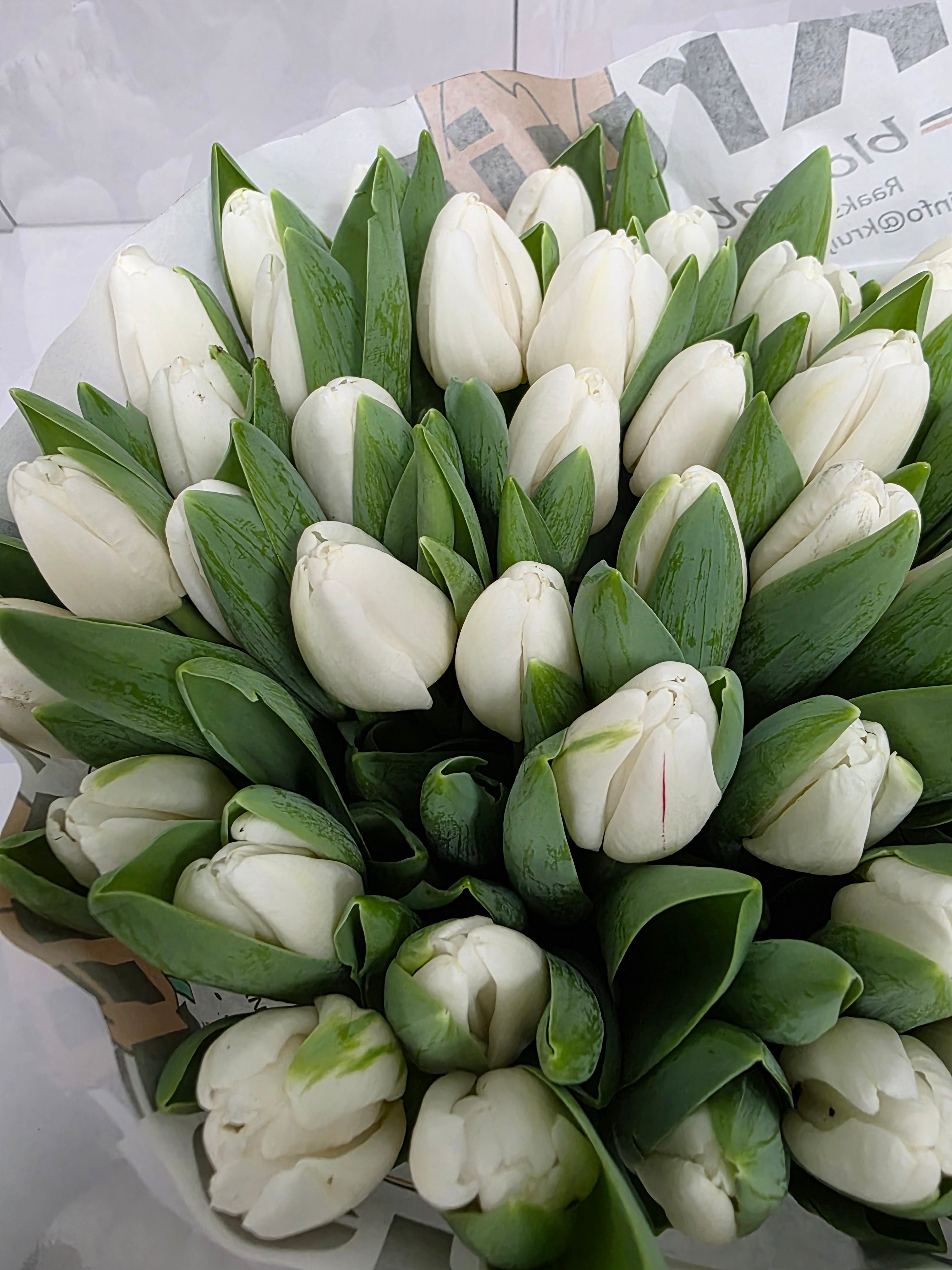 Farm Fresh Tulipa En Antartica ( Bunch of 50stems, Length 38cm)