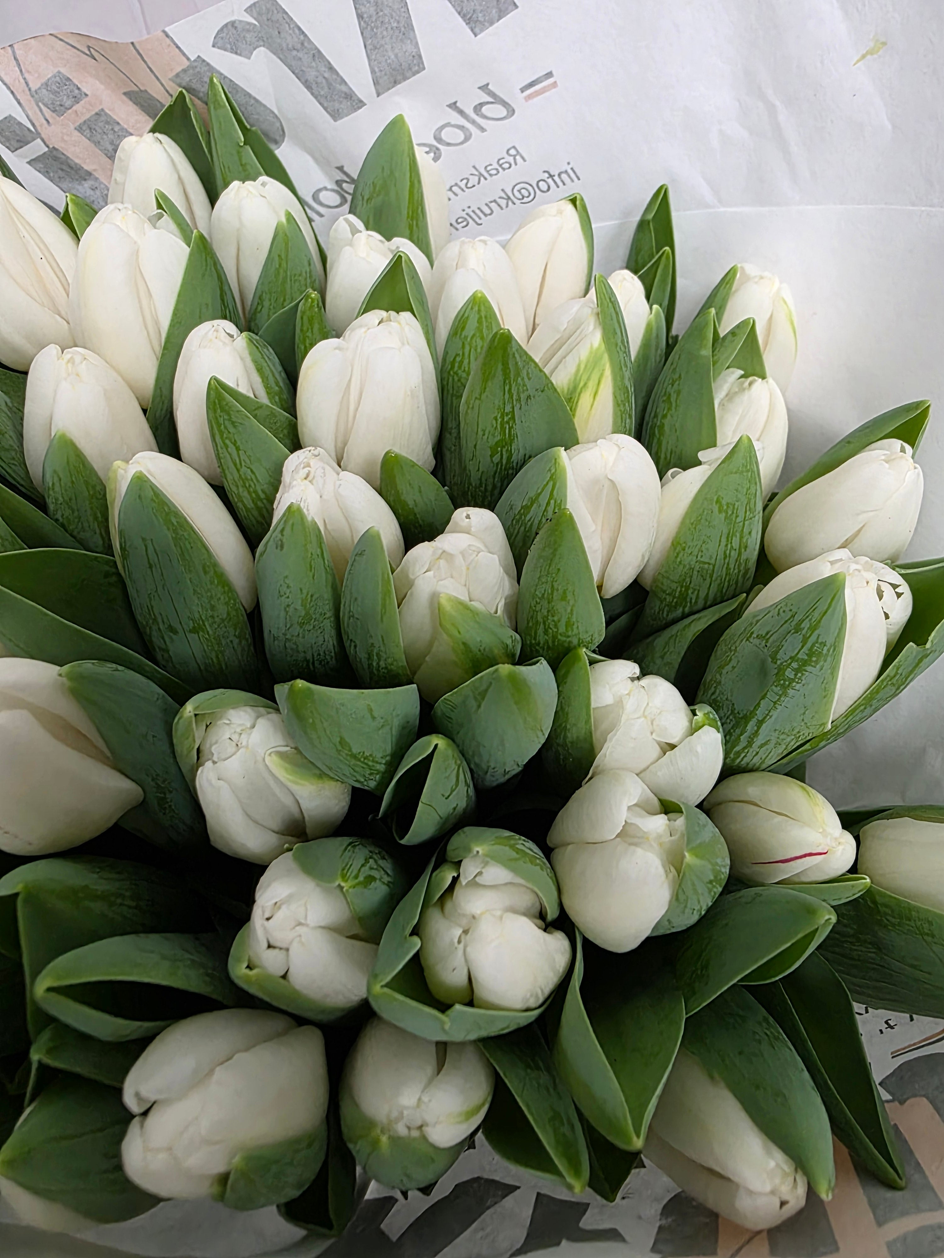 Farm Fresh Tulipa En Antartica ( Bunch of 50stems, Length 38cm)