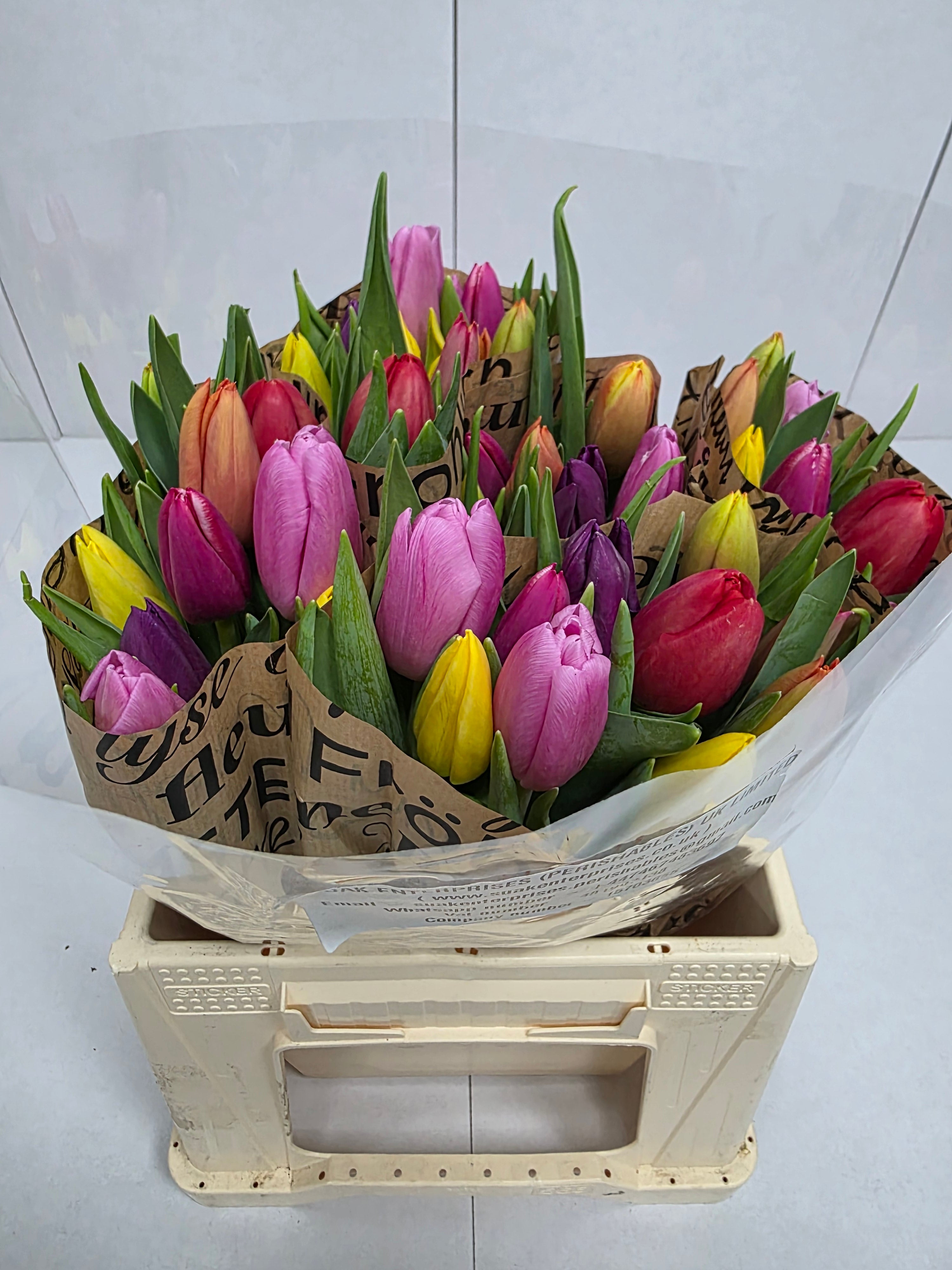 Farm Fresh Tulipa En Mixed Pastel paper( Bunch of 50stems, Length 37cm)