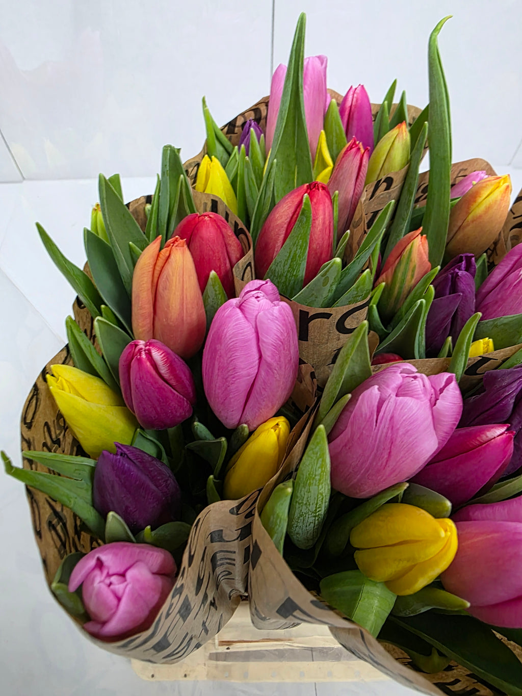 Farm Fresh Tulipa En Mixed Pastel paper( Bunch of 50stems, Length 37cm)