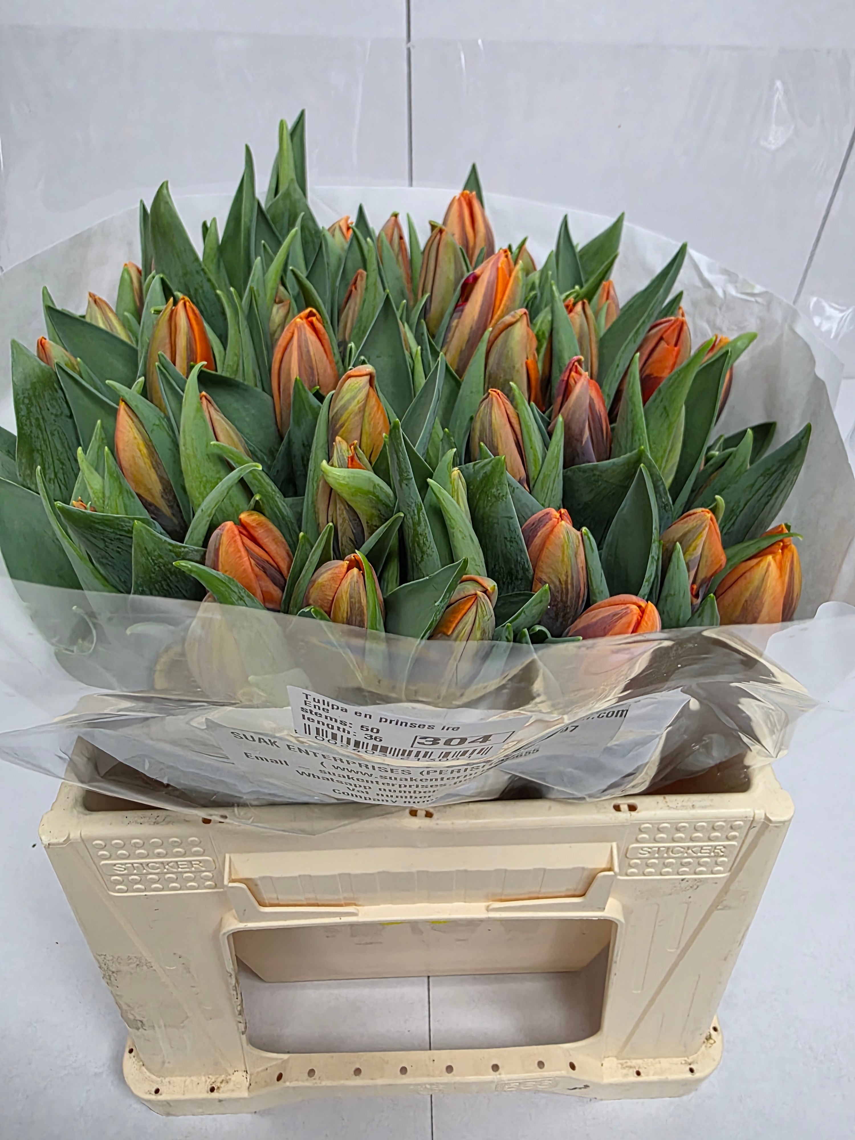 Farm Fresh Tulipa En Prinses Irene ( Bunch of 50stems, Length 36cm)
