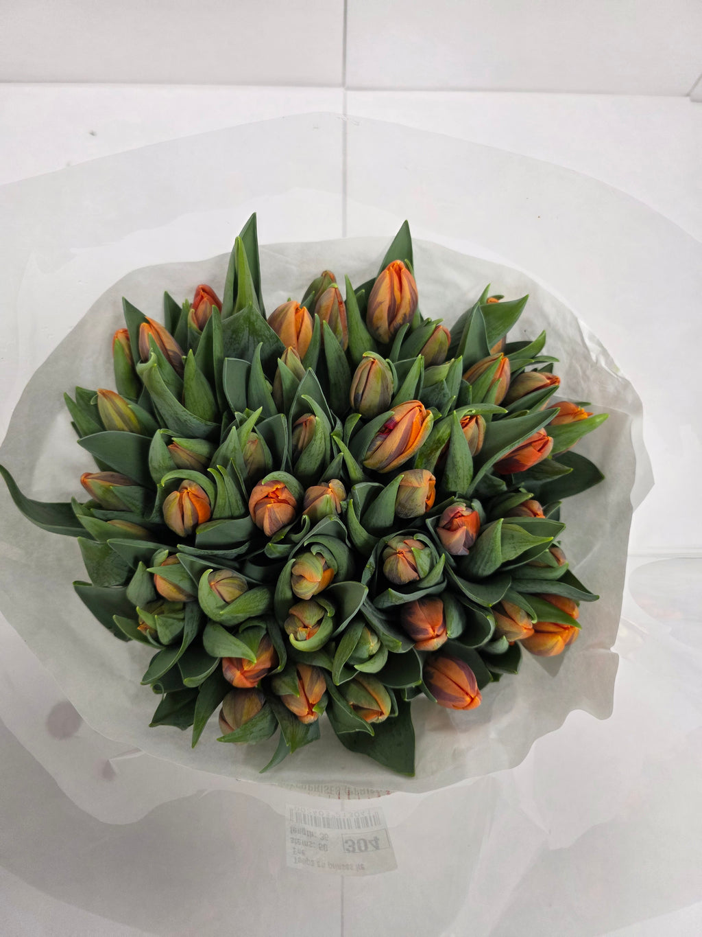 Farm Fresh Tulipa En Prinses Irene ( Bunch of 50stems, Length 36cm)