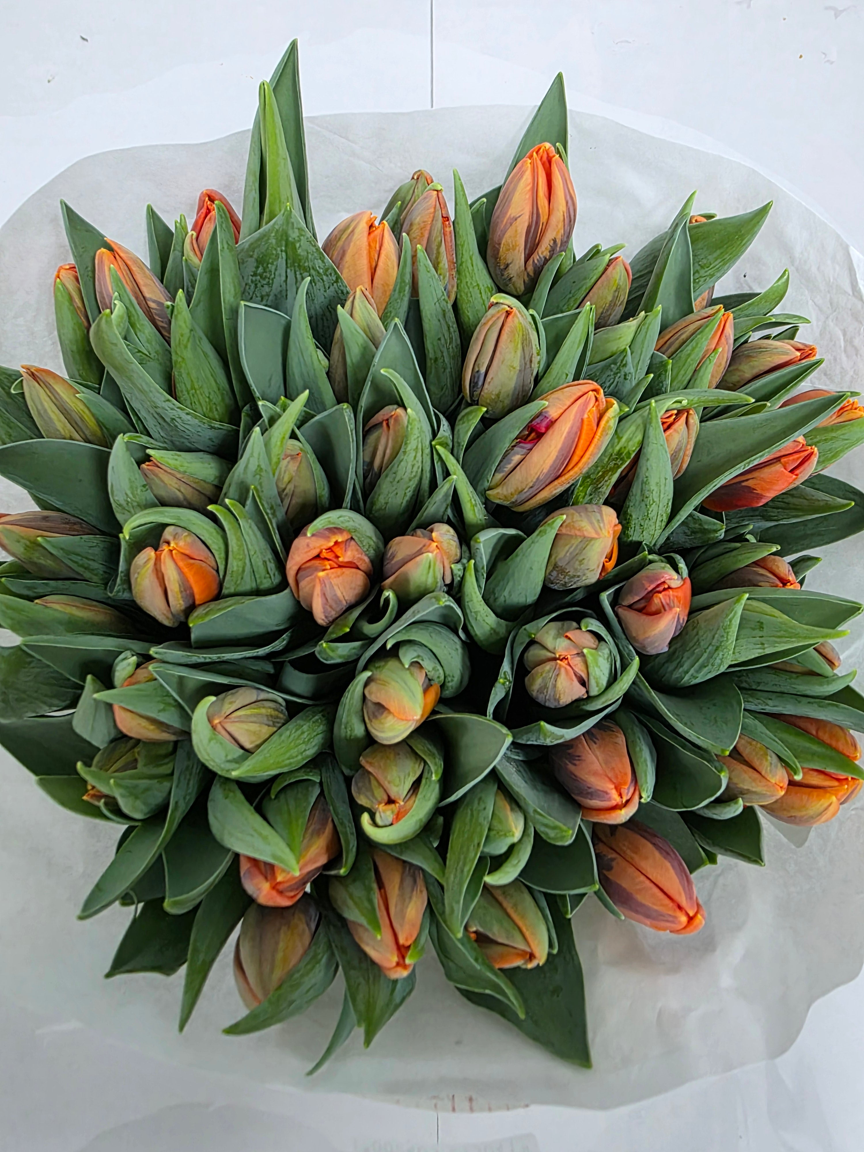 Farm Fresh Tulipa En Prinses Irene ( Bunch of 50stems, Length 36cm)