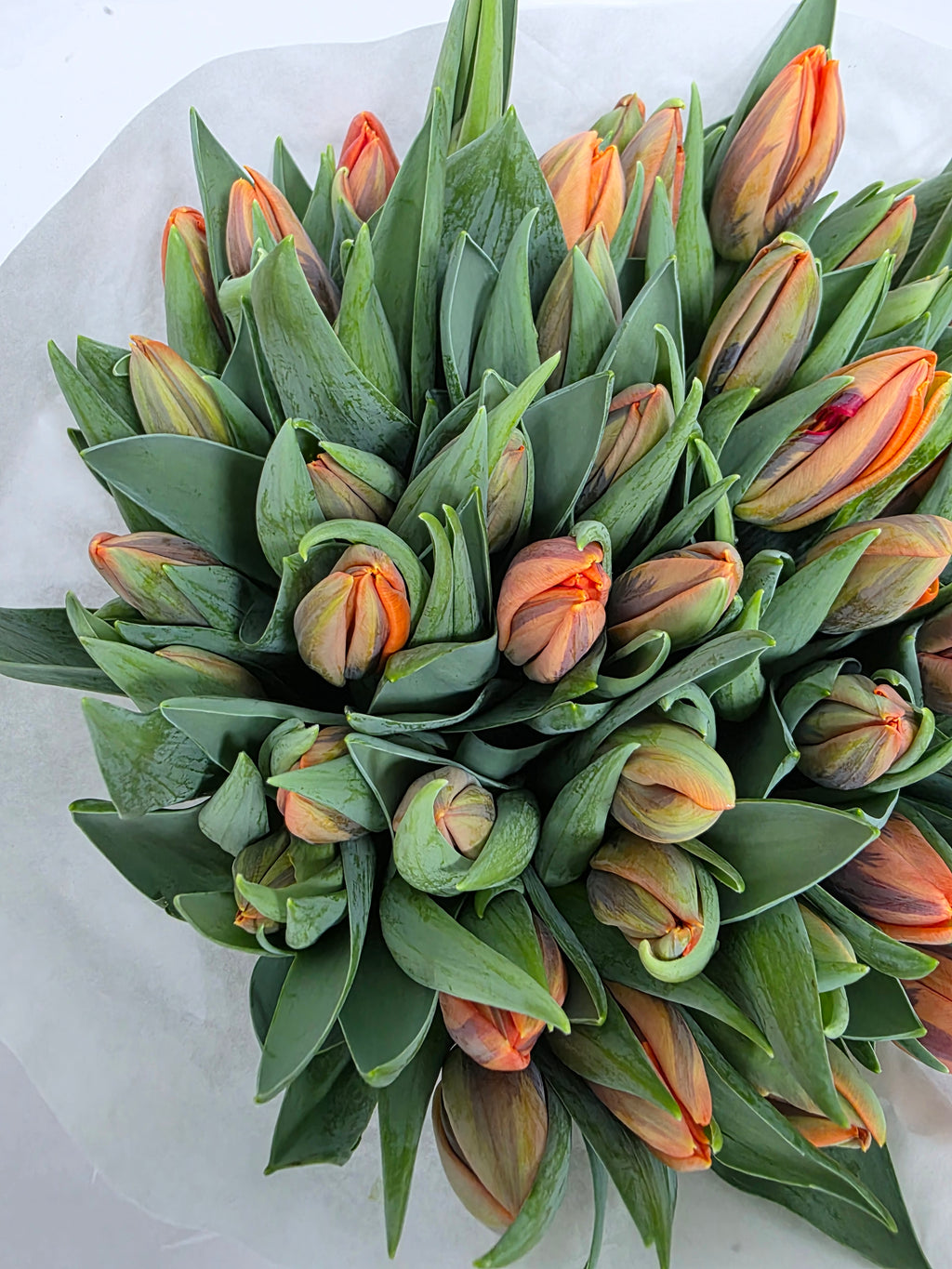 Farm Fresh Tulipa En Prinses Irene ( Bunch of 50stems, Length 36cm)