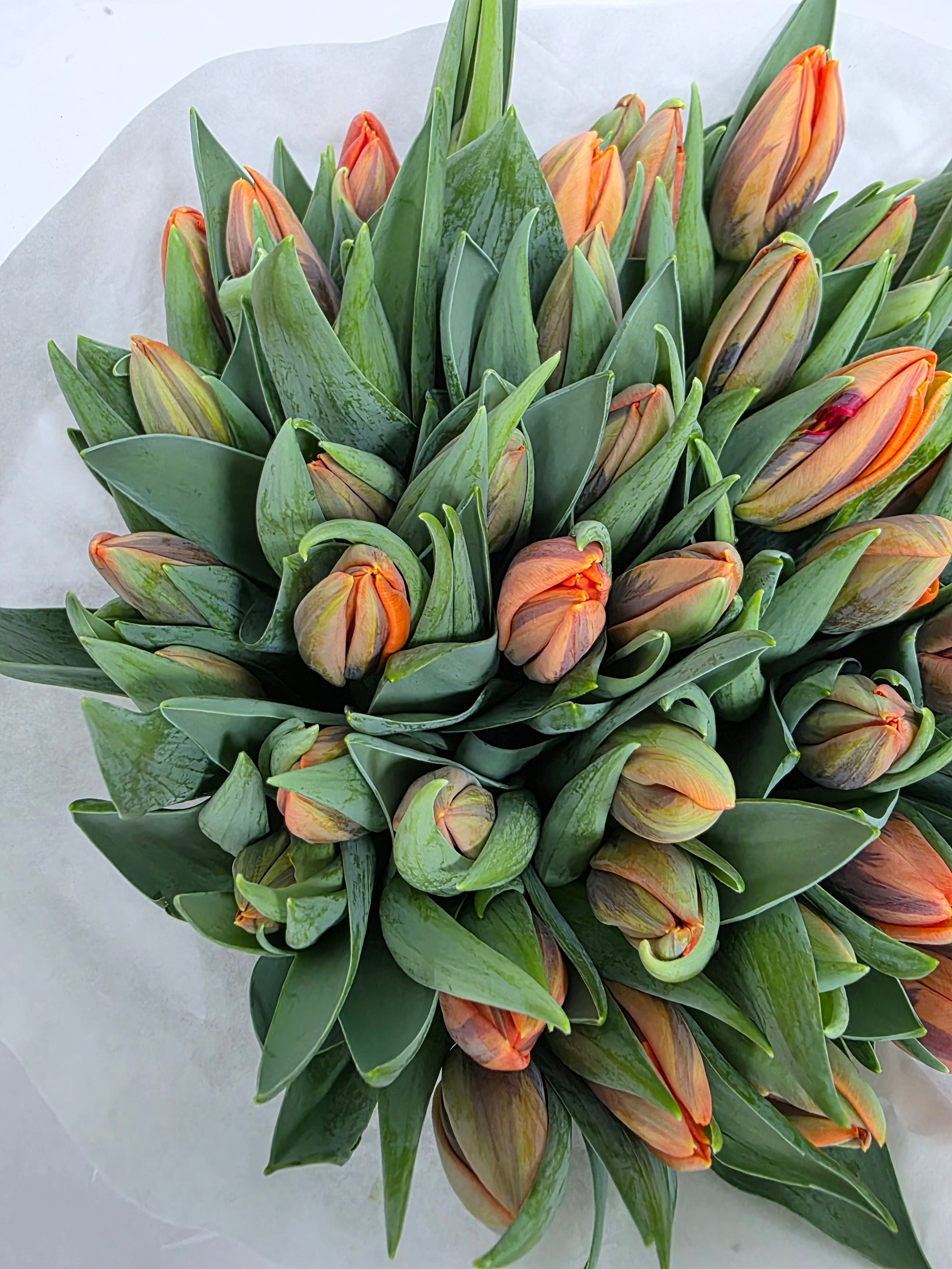 Farm Fresh Tulipa En Prinses Irene ( Bunch of 50stems, Length 36cm)