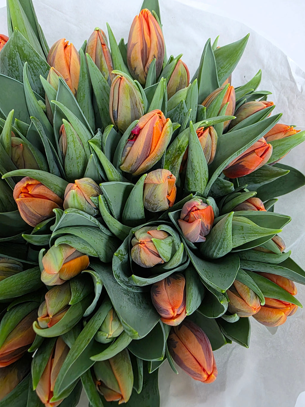 Farm Fresh Tulipa En Prinses Irene ( Bunch of 50stems, Length 36cm)