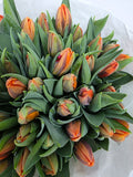 Farm Fresh Tulipa En Prinses Irene ( Bunch of 50stems, Length 36cm)