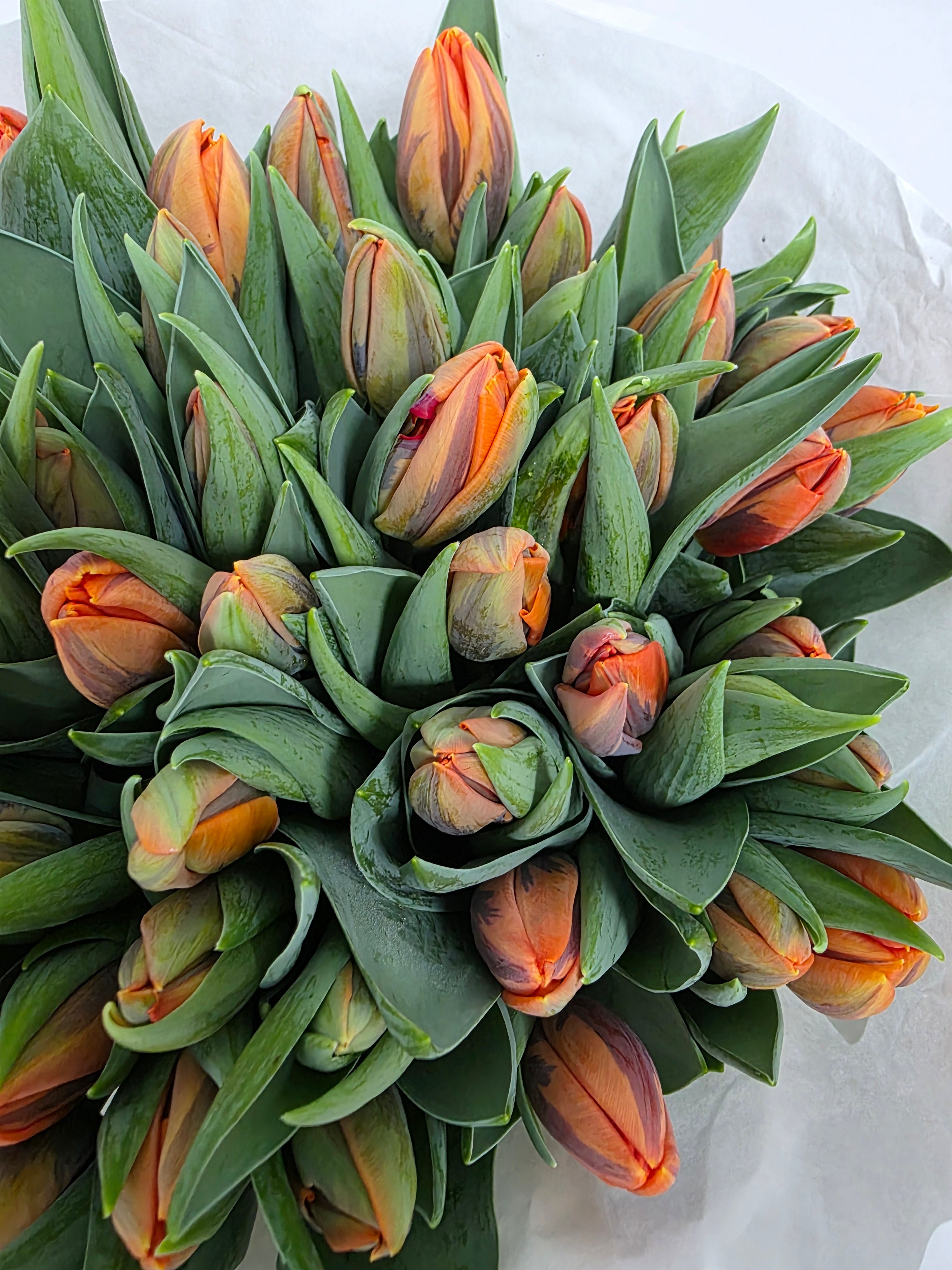 Farm Fresh Tulipa En Prinses Irene ( Bunch of 50stems, Length 36cm)