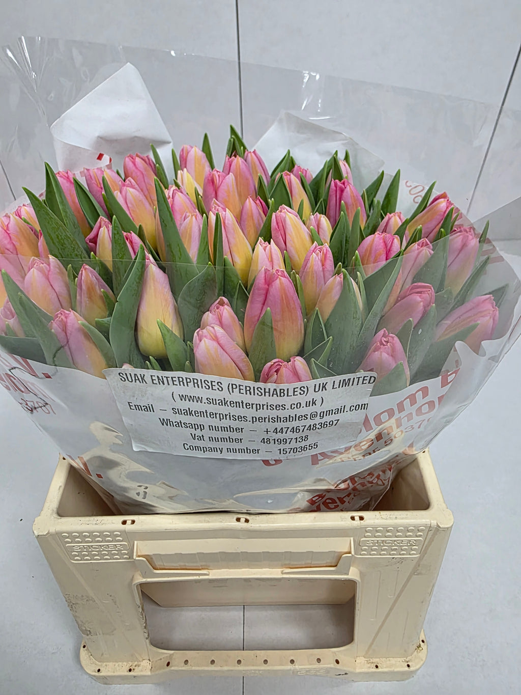 Farm Fresh Tulipa En Tom Pouce( Bunch of 50stems, Length 37cm)