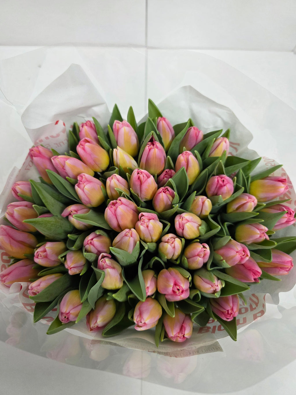 Farm Fresh Tulipa En Tom Pouce( Bunch of 50stems, Length 37cm)