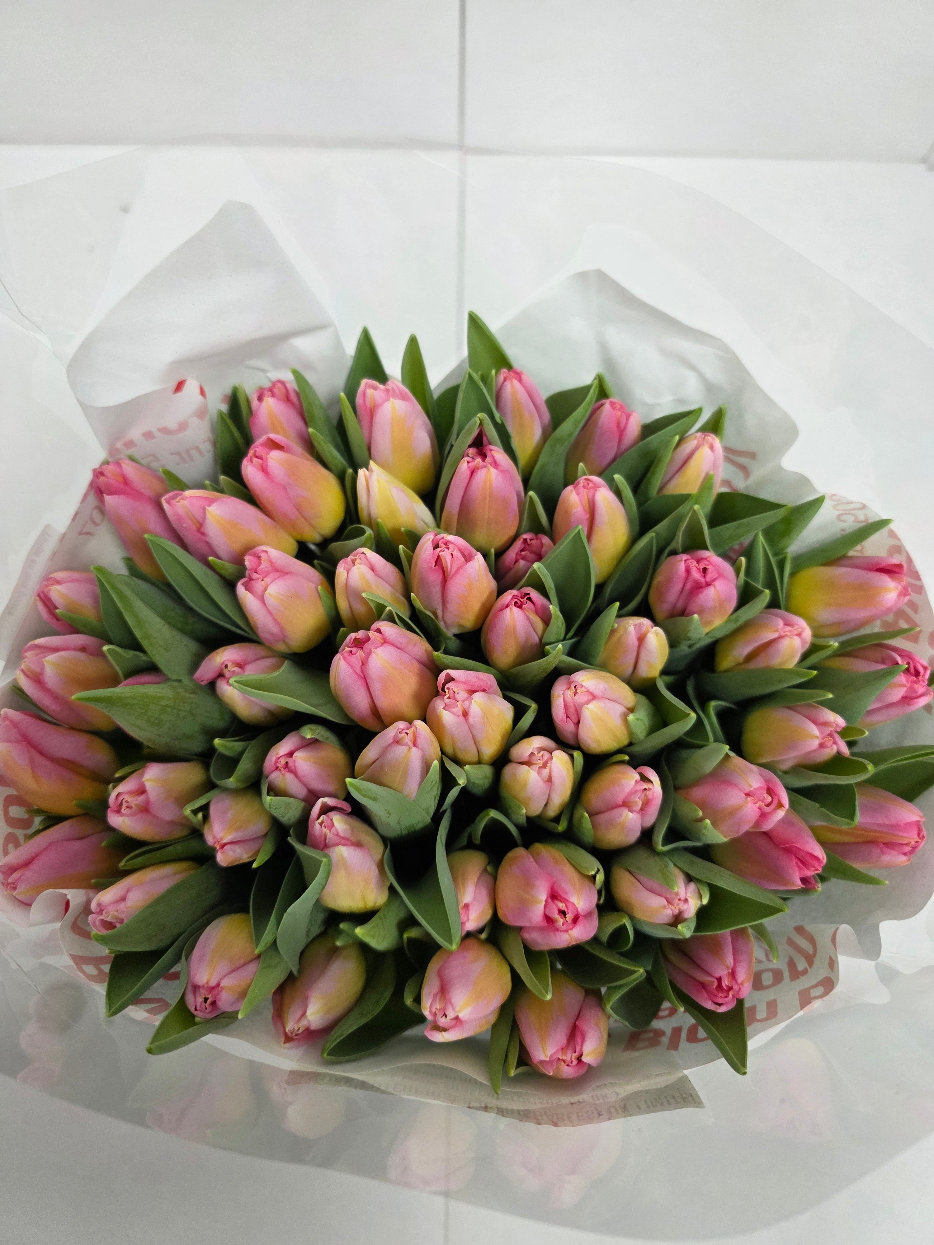 Farm Fresh Tulipa En Tom Pouce( Bunch of 50stems, Length 37cm)