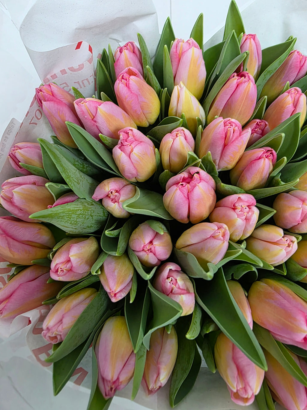 Farm Fresh Tulipa En Tom Pouce( Bunch of 50stems, Length 37cm)