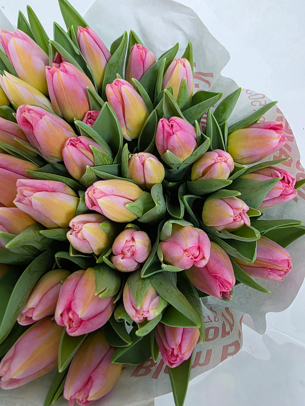 Farm Fresh Tulipa En Tom Pouce( Bunch of 50stems, Length 37cm)