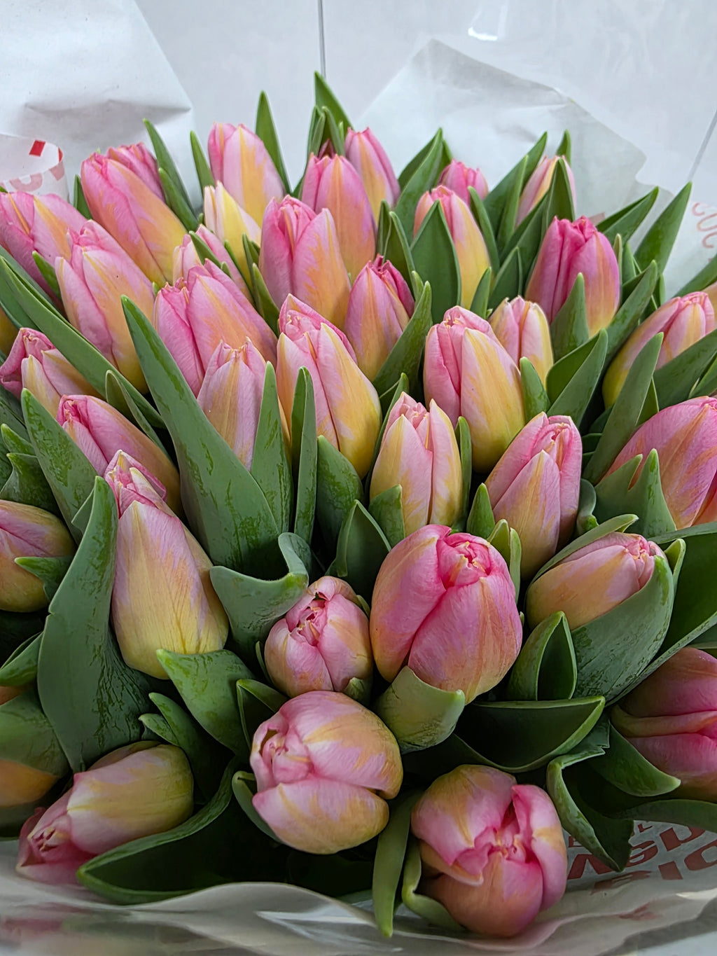 Farm Fresh Tulipa En Tom Pouce( Bunch of 50stems, Length 37cm)