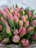 Farm Fresh Tulipa En Tom Pouce( Bunch of 50stems, Length 37cm)