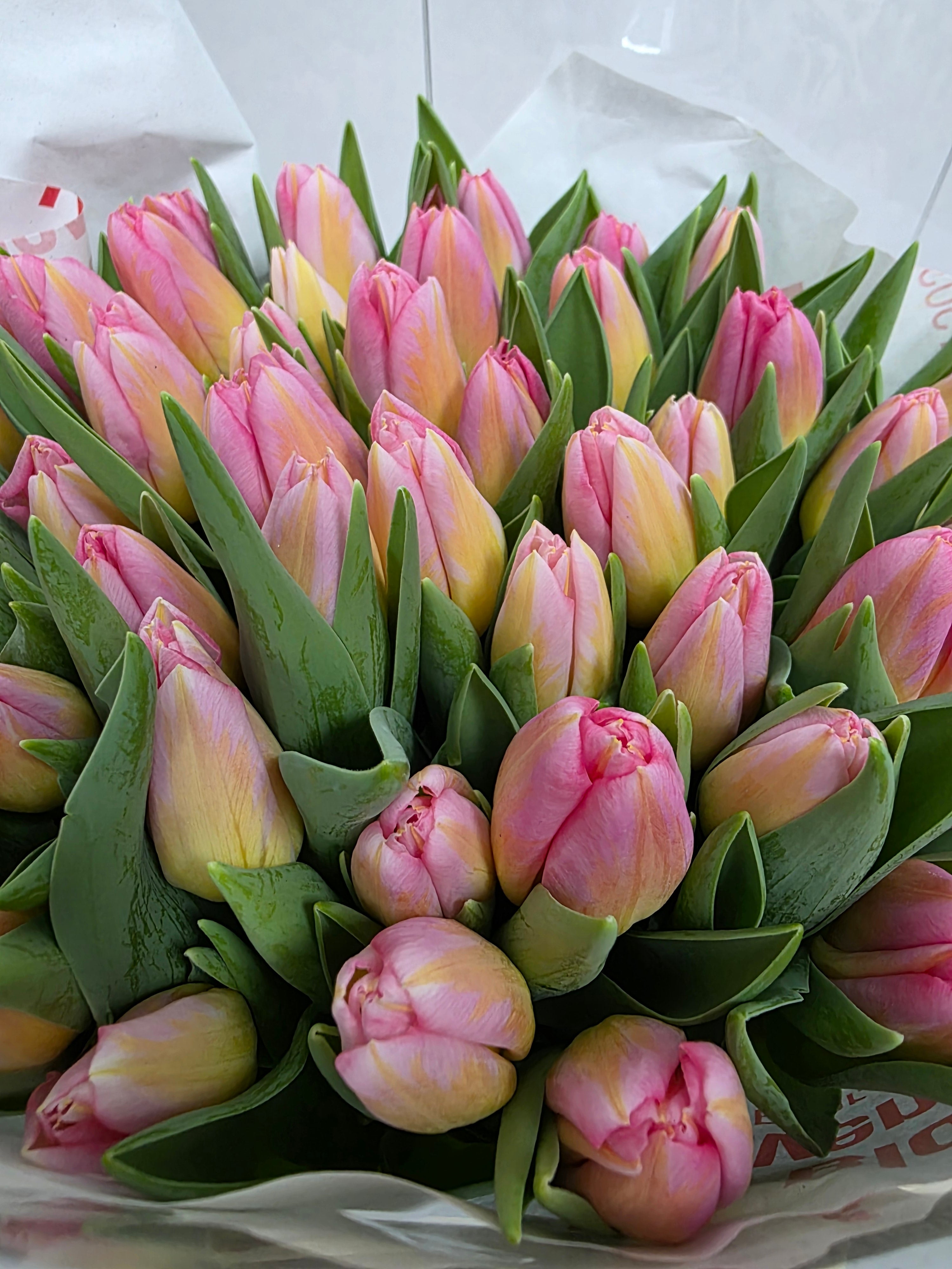 Farm Fresh Tulipa En Tom Pouce( Bunch of 50stems, Length 37cm)