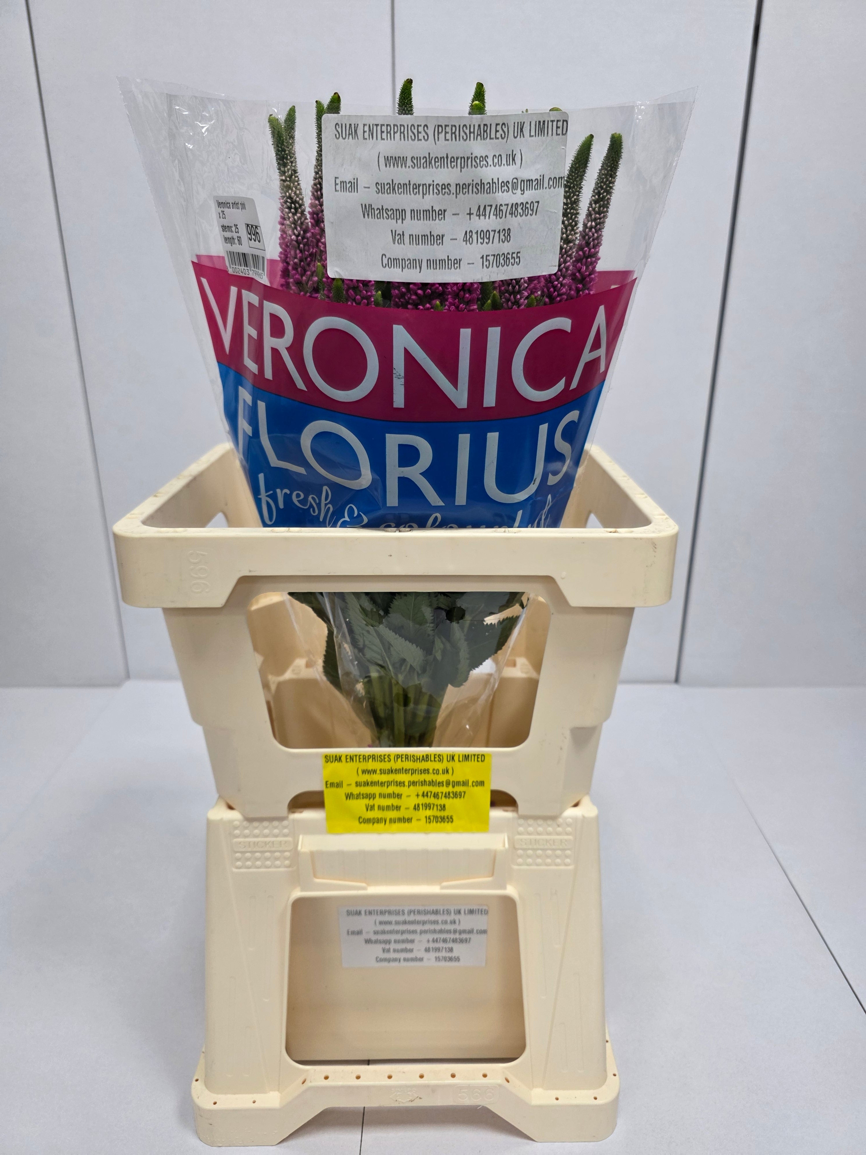 Farm Fresh Veronica Artist Pink (Bunch of 25stems, Length 60cm)