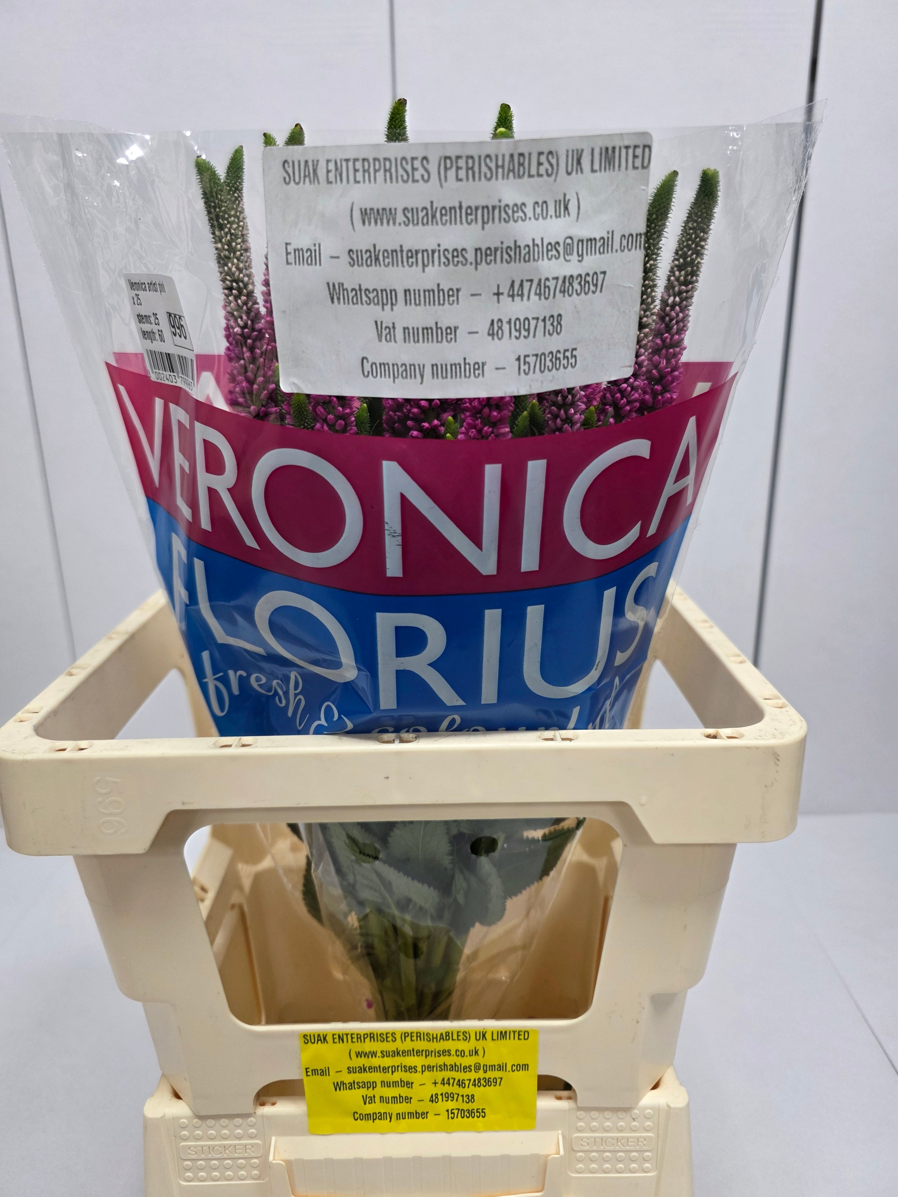Farm Fresh Veronica Artist Pink (Bunch of 25stems, Length 60cm)
