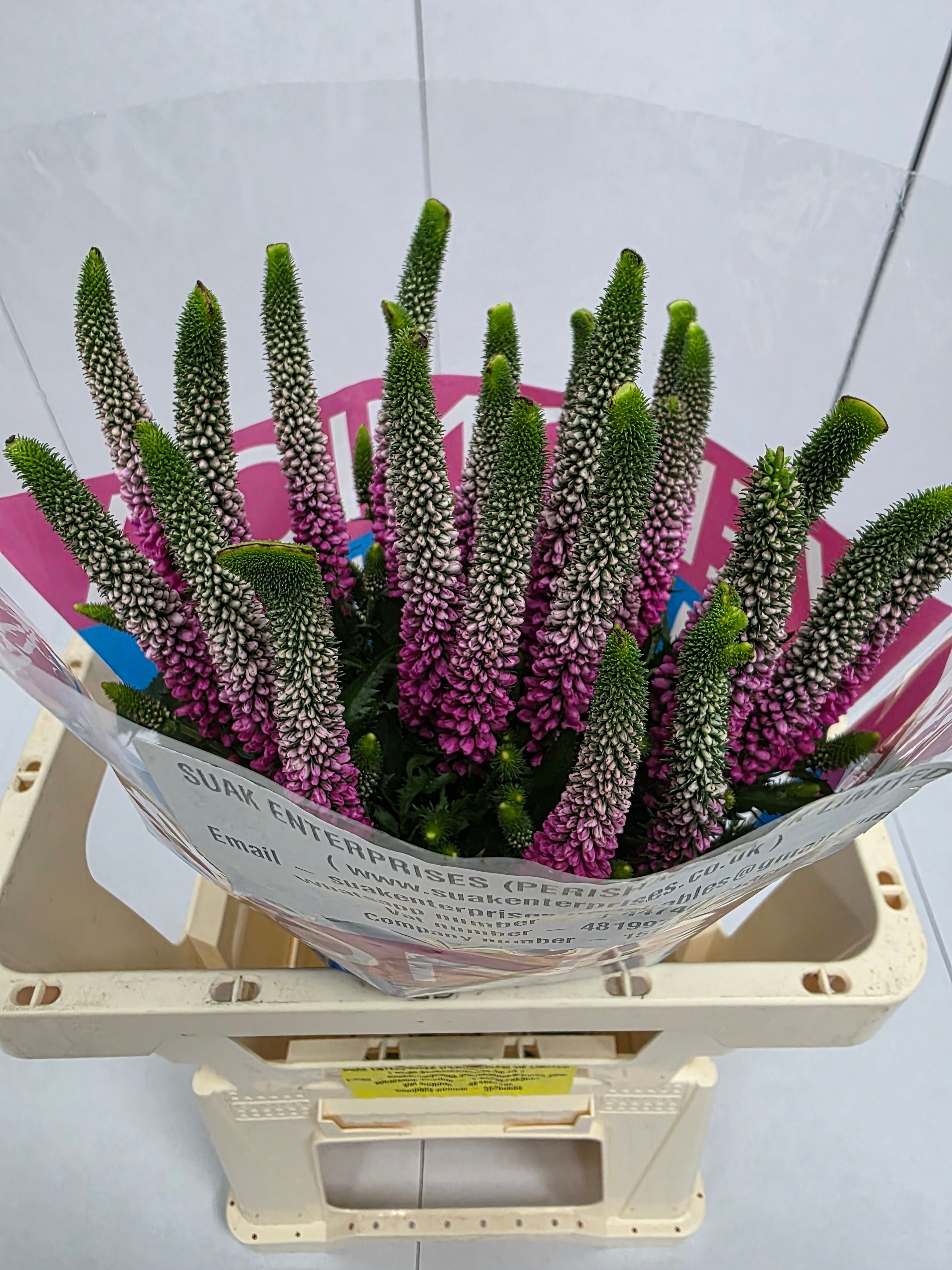 Farm Fresh Veronica Artist Pink (Bunch of 25stems, Length 60cm)