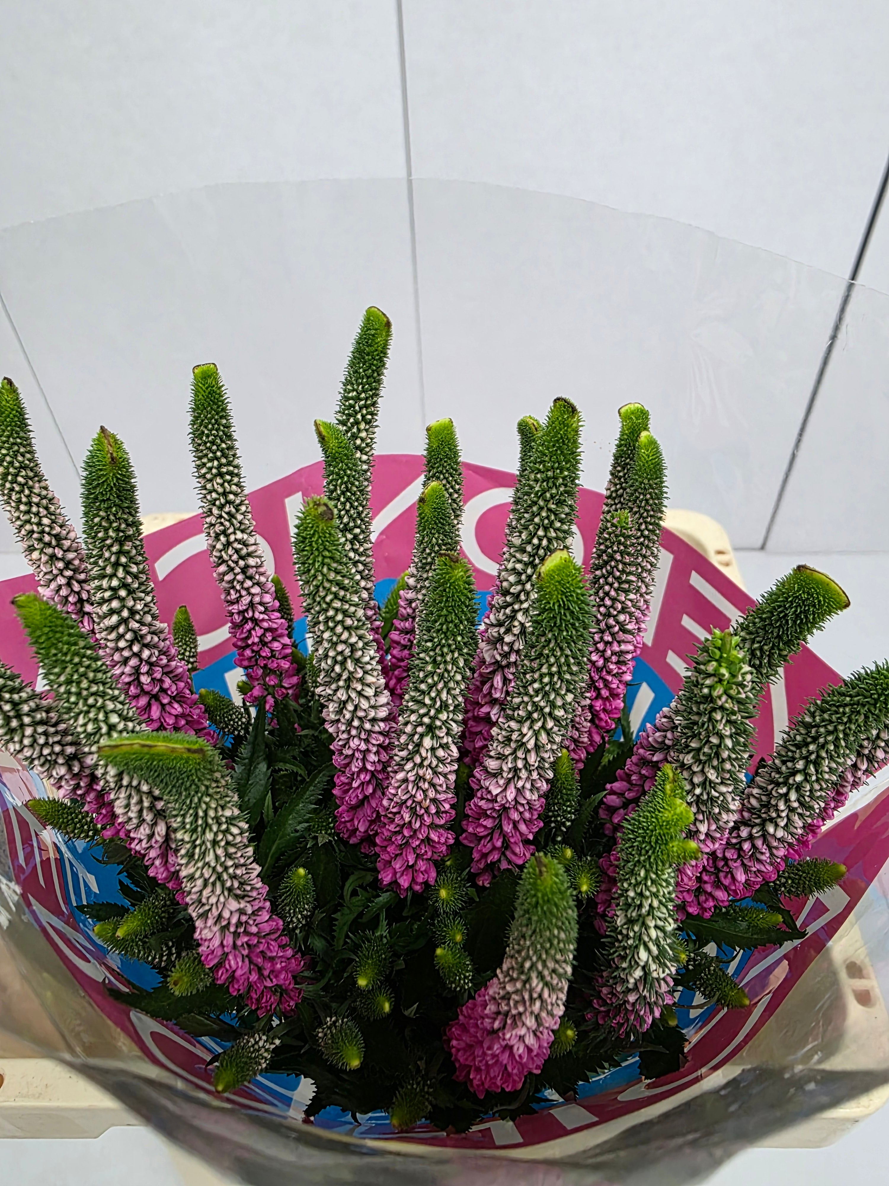 Farm Fresh Veronica Artist Pink (Bunch of 25stems, Length 60cm)