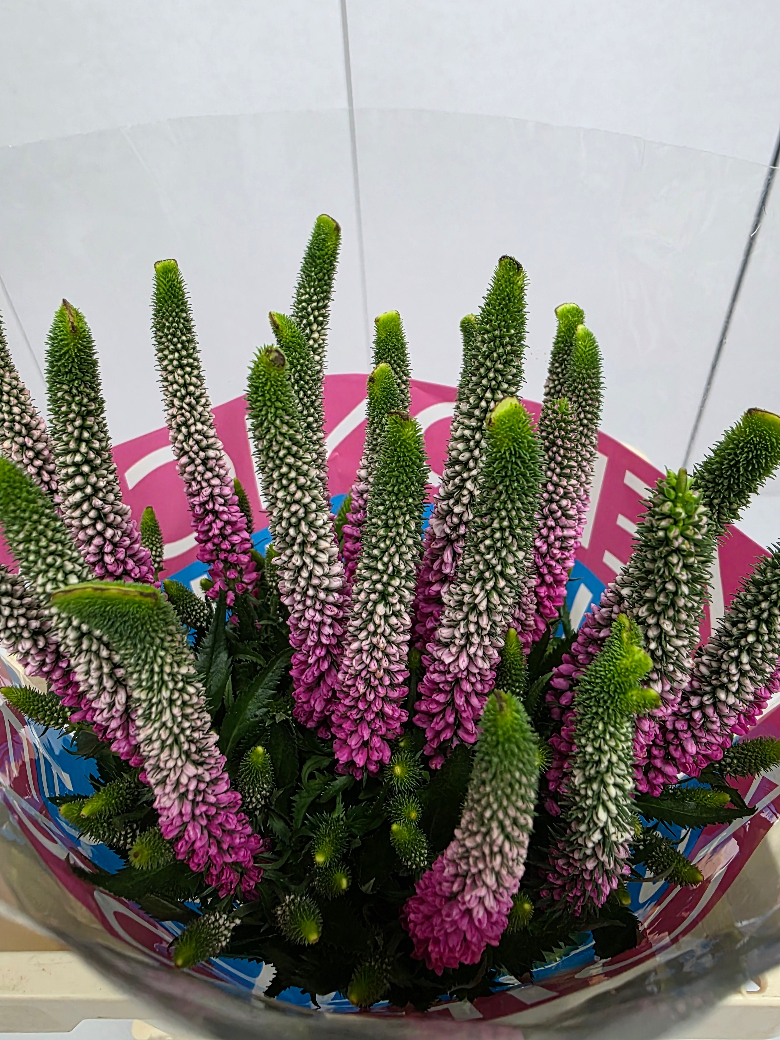 Farm Fresh Veronica Artist Pink (Bunch of 25stems, Length 60cm)