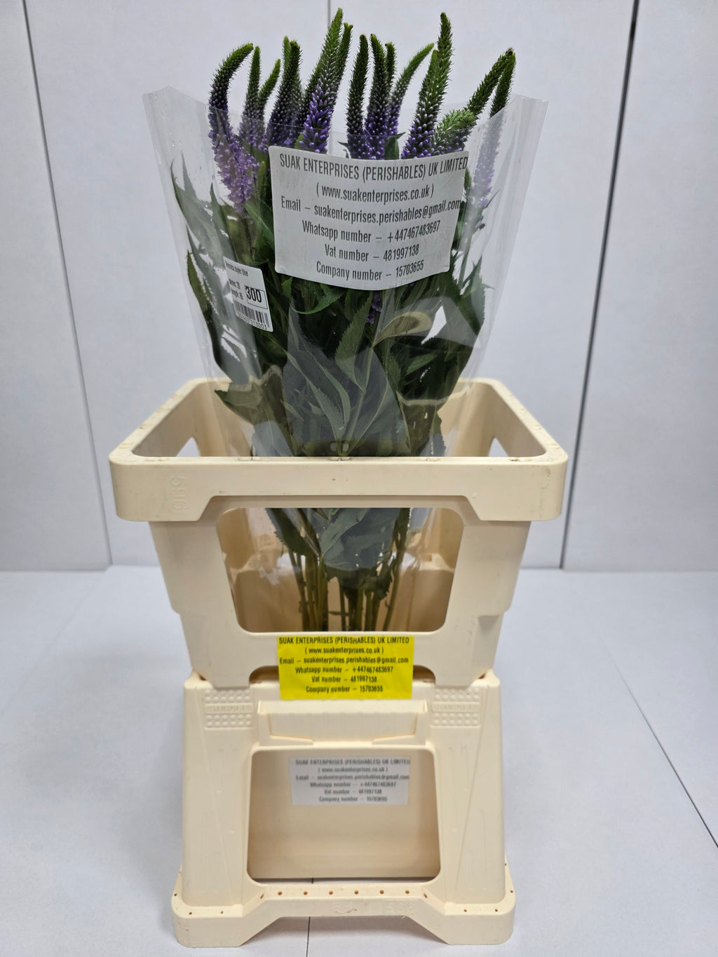 Farm Fresh Veronica Skyler Blue (Bunch of 20stems, Length 65cm)