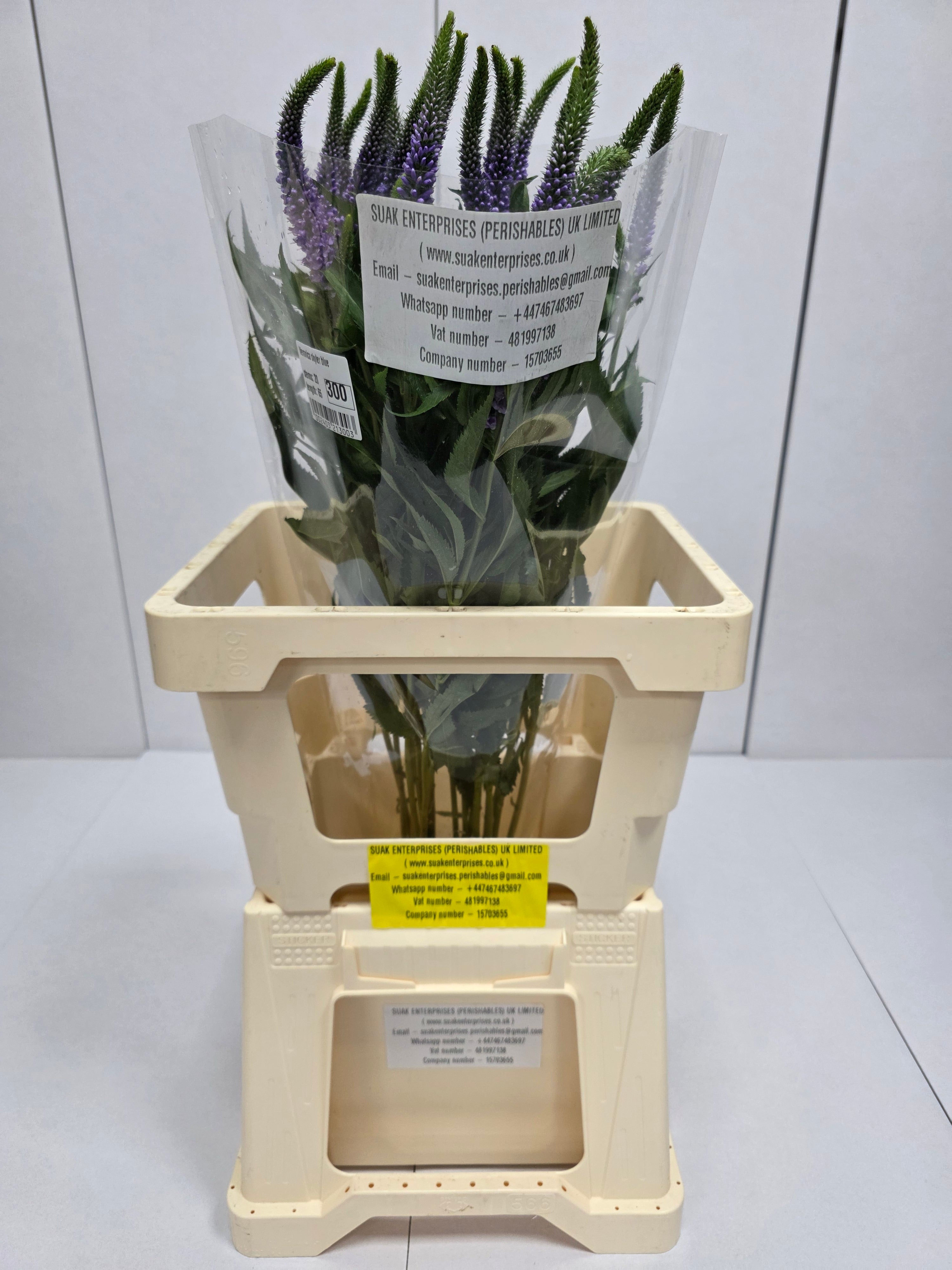 Farm Fresh Veronica Skyler Blue (Bunch of 20stems, Length 65cm)