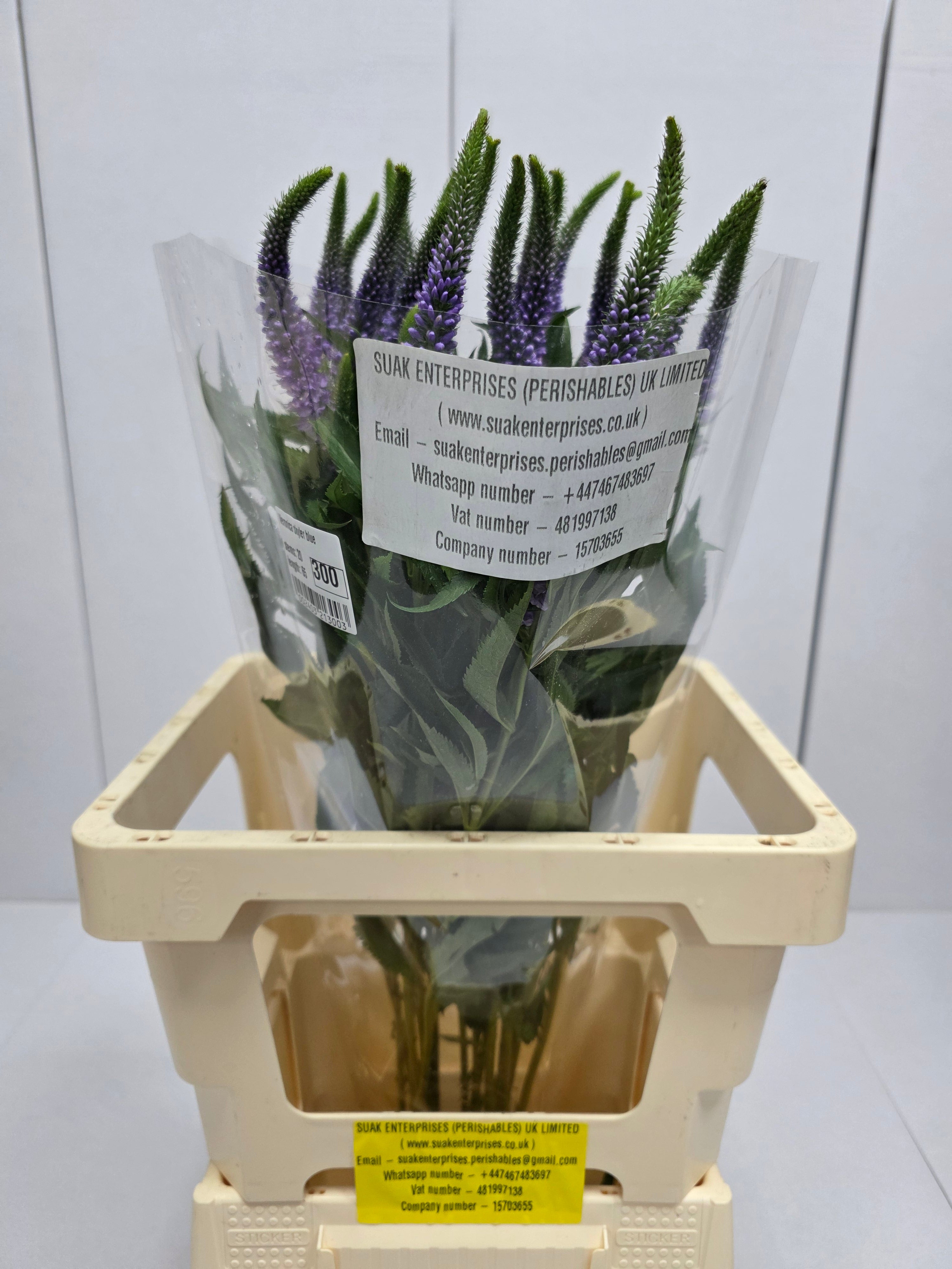 Farm Fresh Veronica Skyler Blue (Bunch of 20stems, Length 65cm)