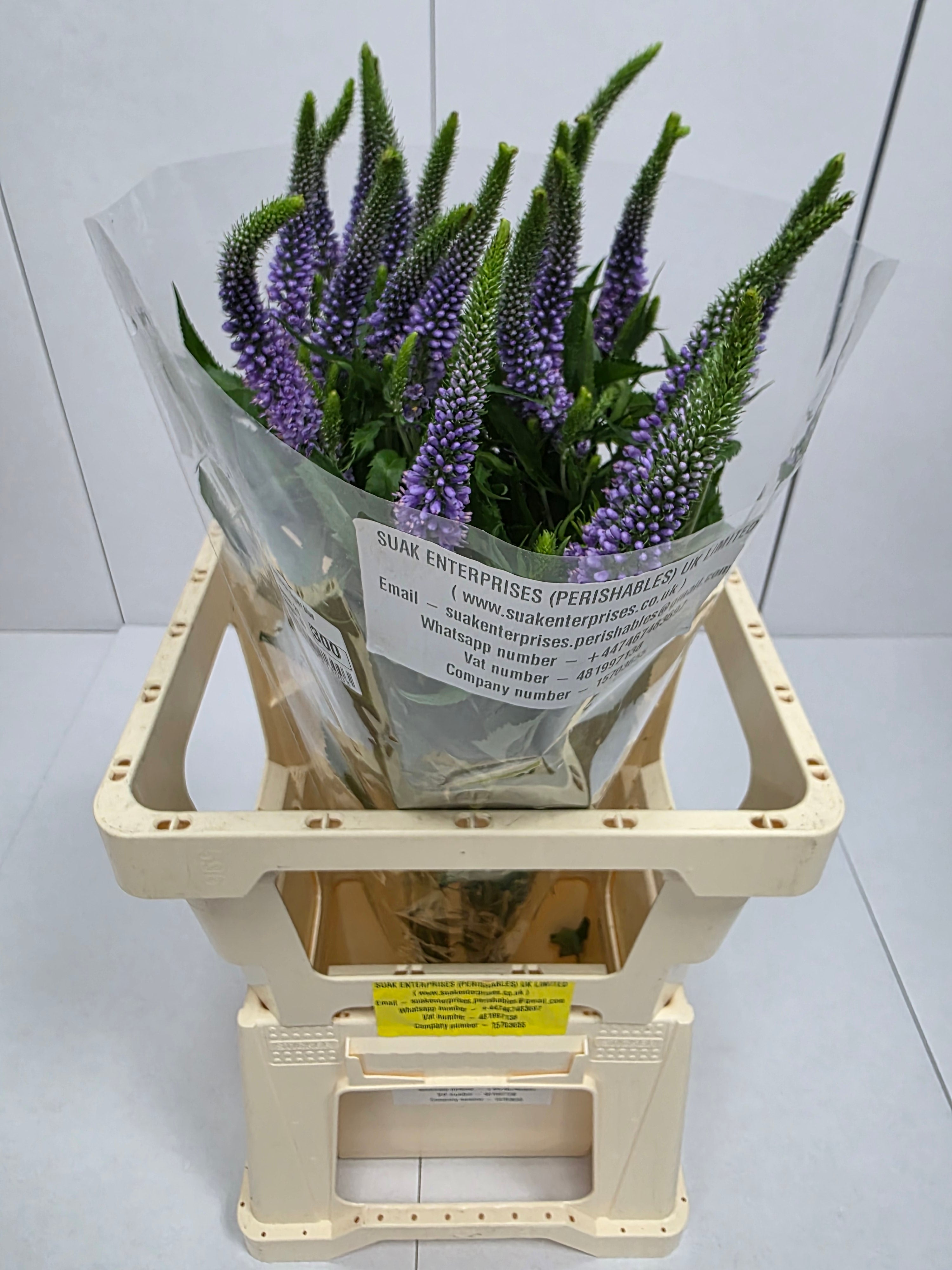 Farm Fresh Veronica Skyler Blue (Bunch of 20stems, Length 65cm)