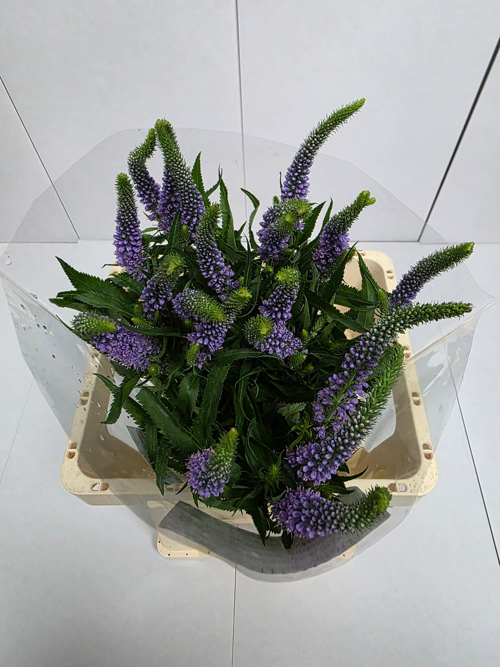 Farm Fresh Veronica Skyler Blue (Bunch of 20stems, Length 65cm)