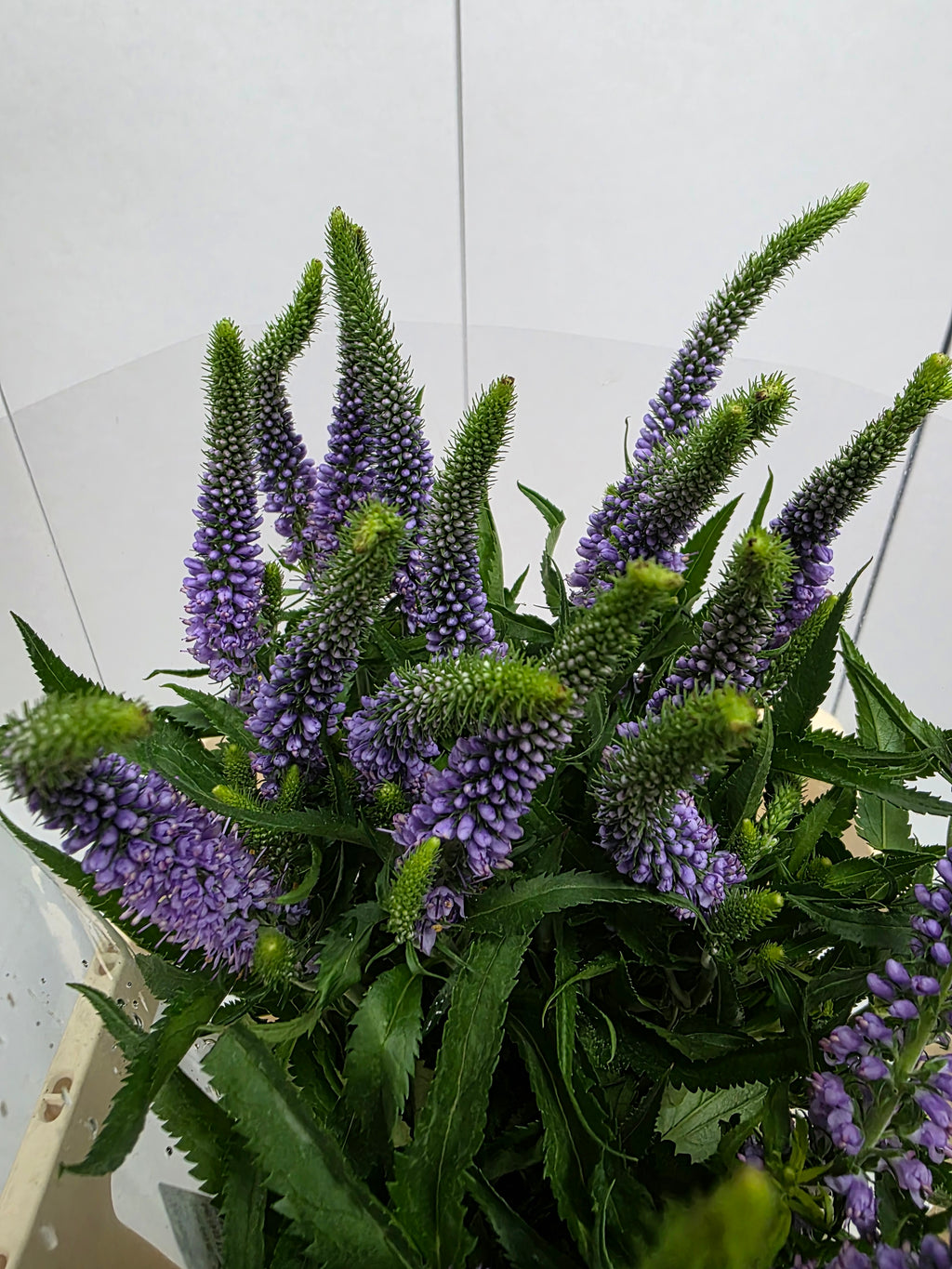 Farm Fresh Veronica Skyler Blue (Bunch of 20stems, Length 65cm)