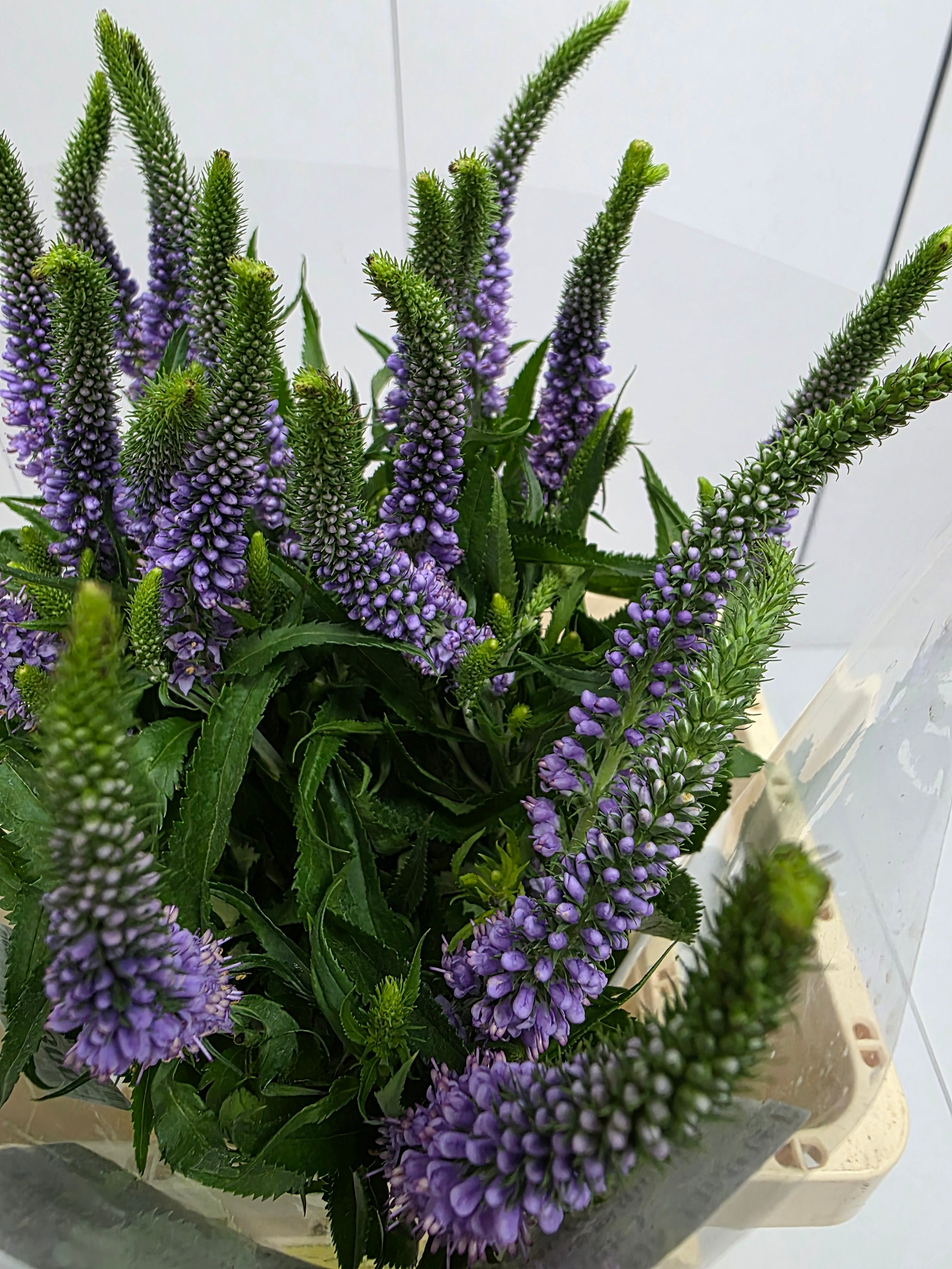 Farm Fresh Veronica Skyler Blue (Bunch of 20stems, Length 65cm)