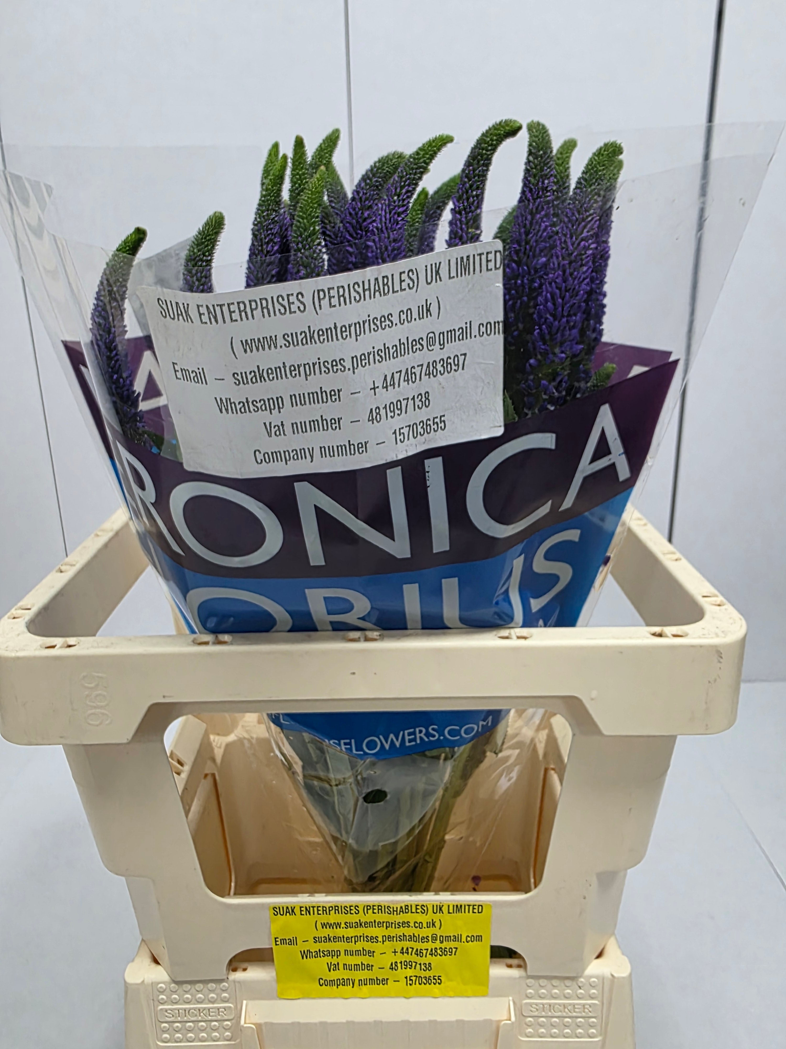 Farm Fresh Veronica Smart Navy Blue(Bunch of 25stems, Length 60cm)