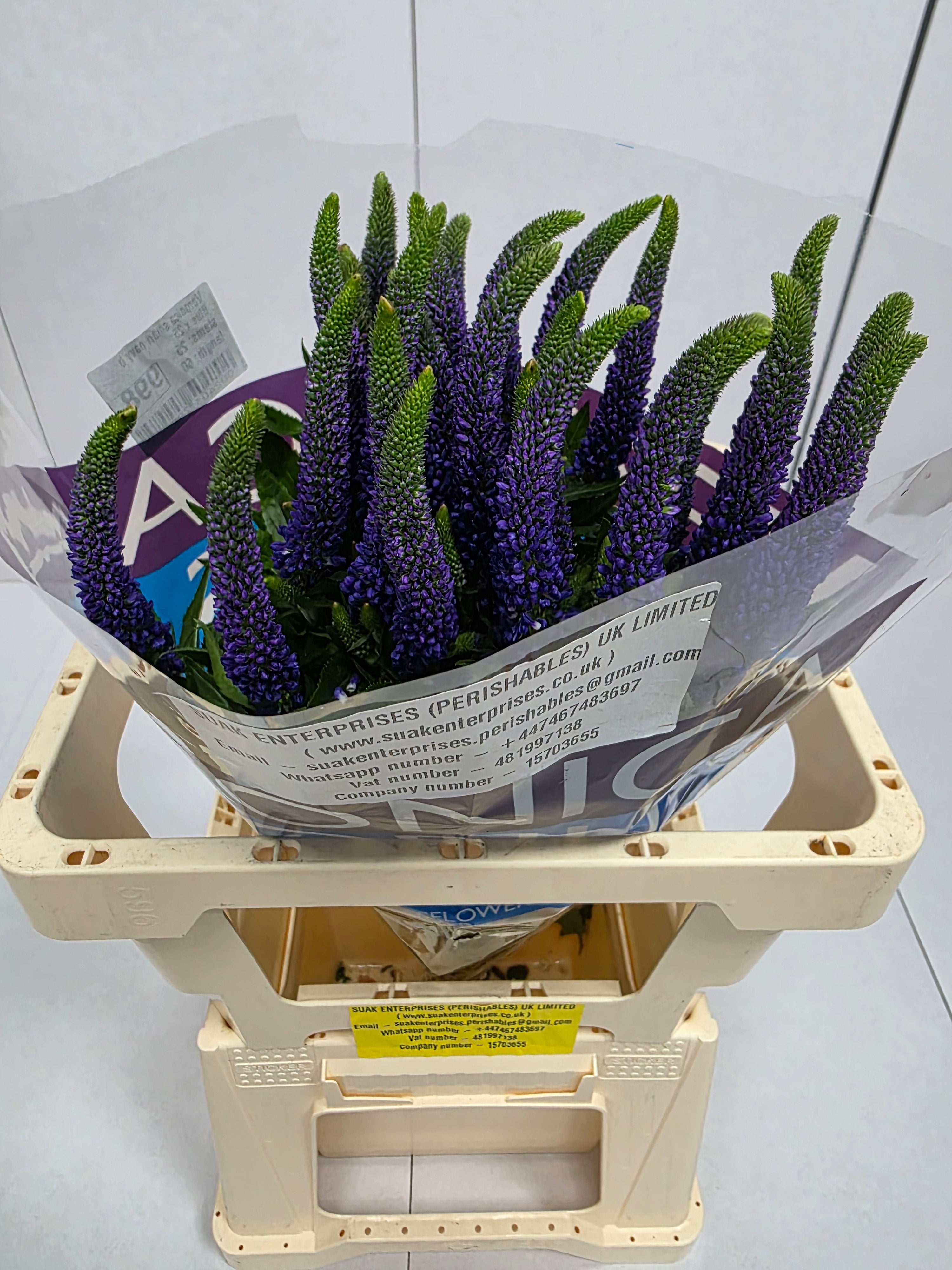Farm Fresh Veronica Smart Navy Blue(Bunch of 25stems, Length 60cm)