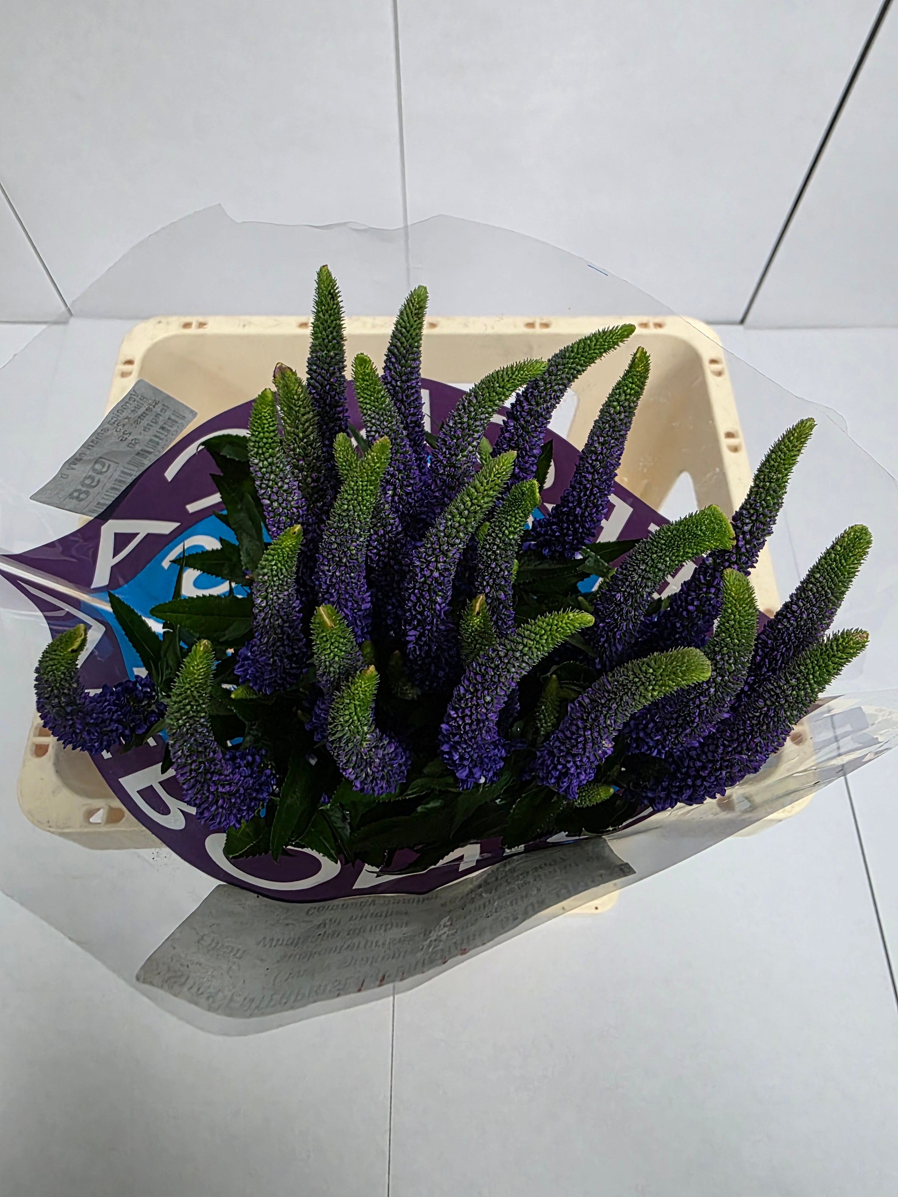 Farm Fresh Veronica Smart Navy Blue(Bunch of 25stems, Length 60cm)
