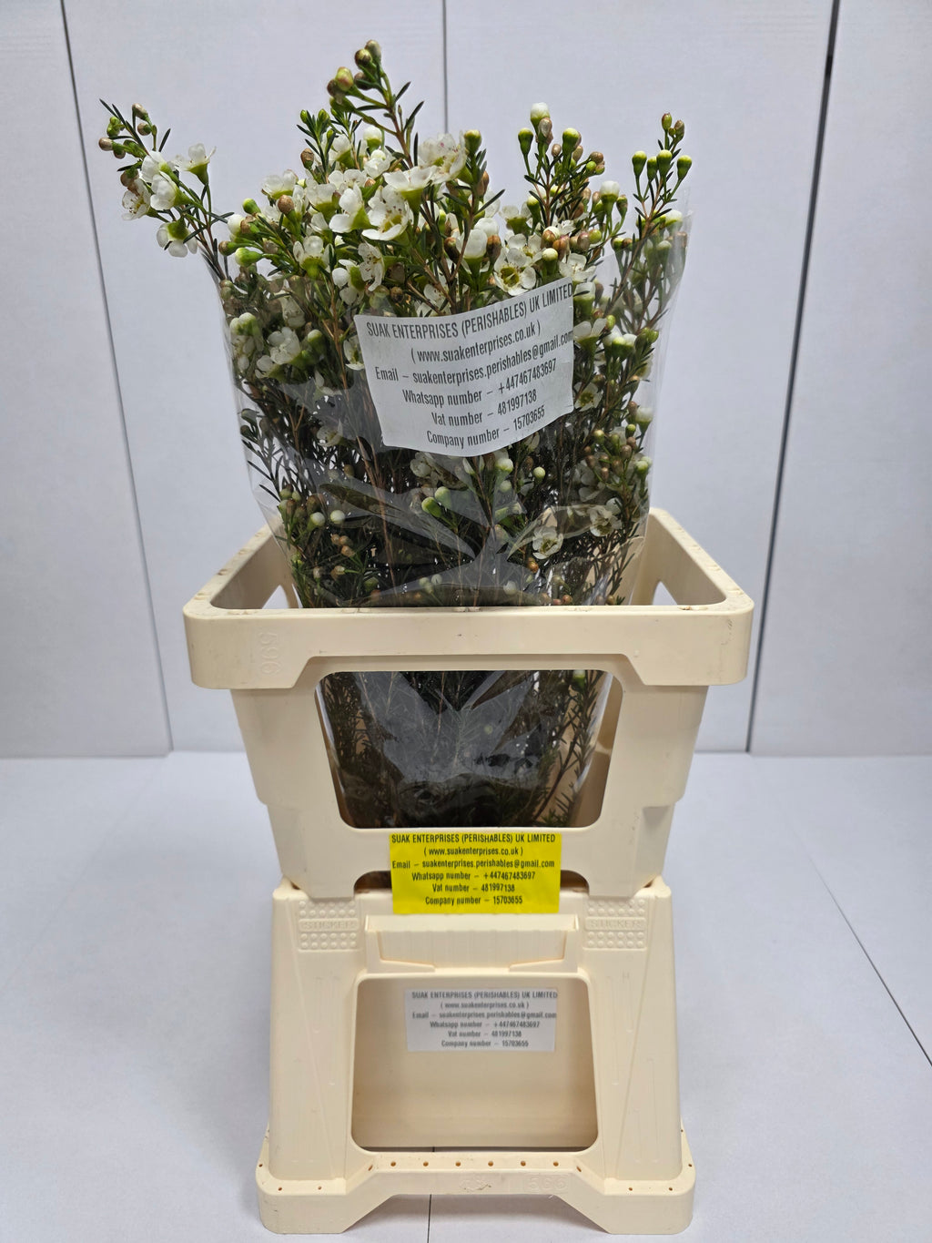 Farm Fresh Chame Wax Carlys White(Bunch of 25 stems, Length 60cm)