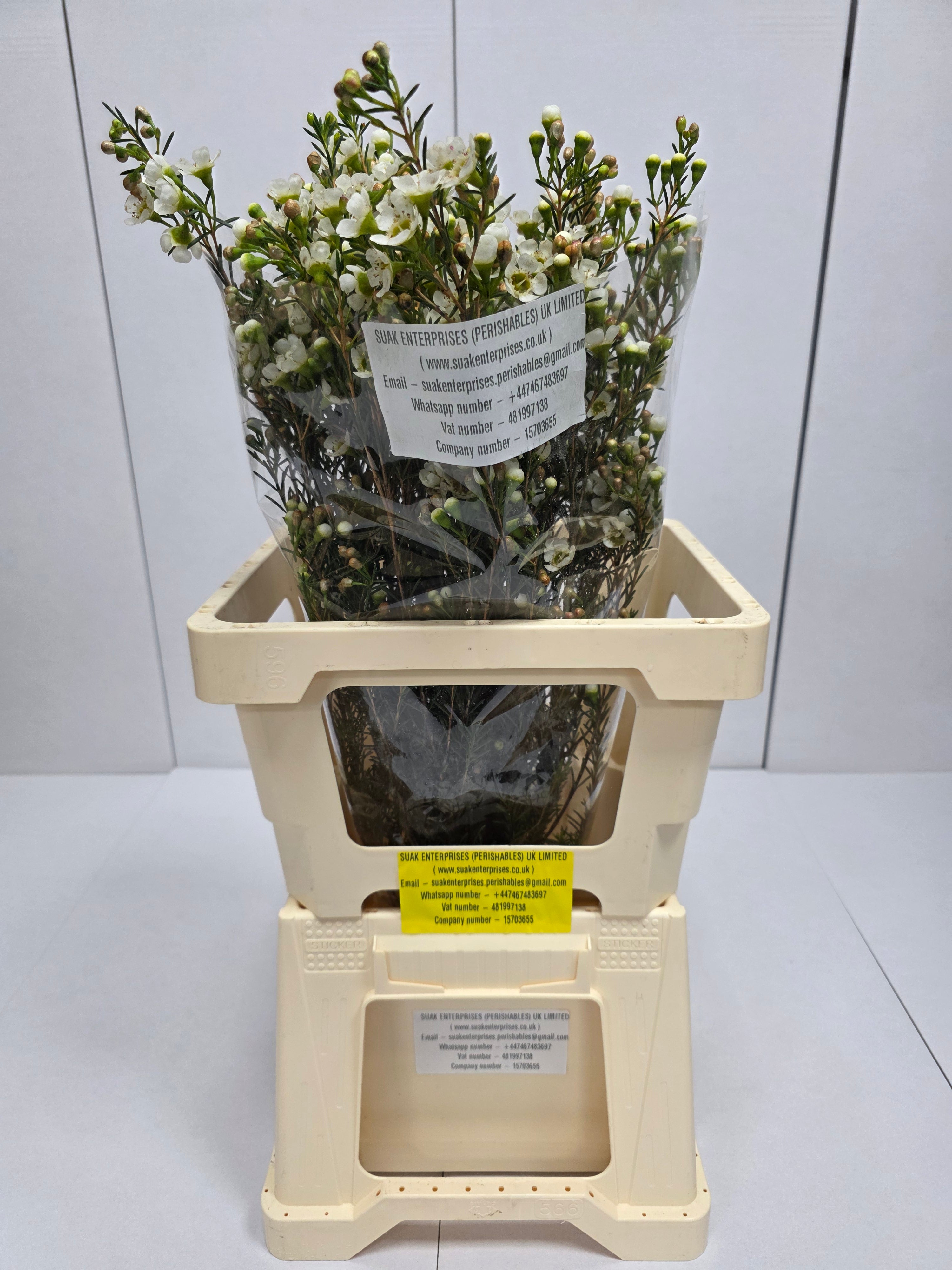 Farm Fresh Chame Wax Carlys White(Bunch of 25 stems, Length 60cm)