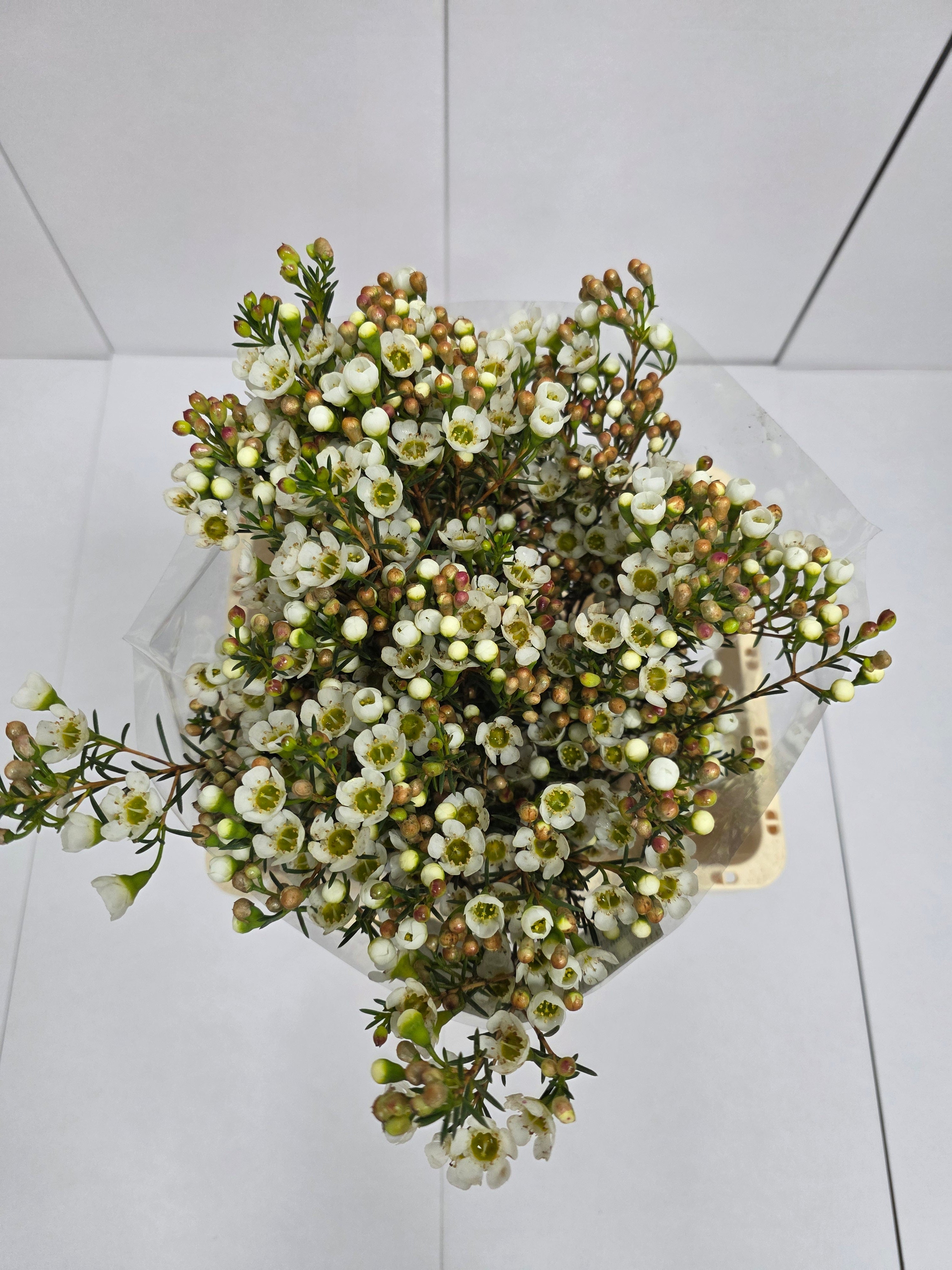 Farm Fresh Chame Wax Carlys White(Bunch of 25 stems, Length 60cm)