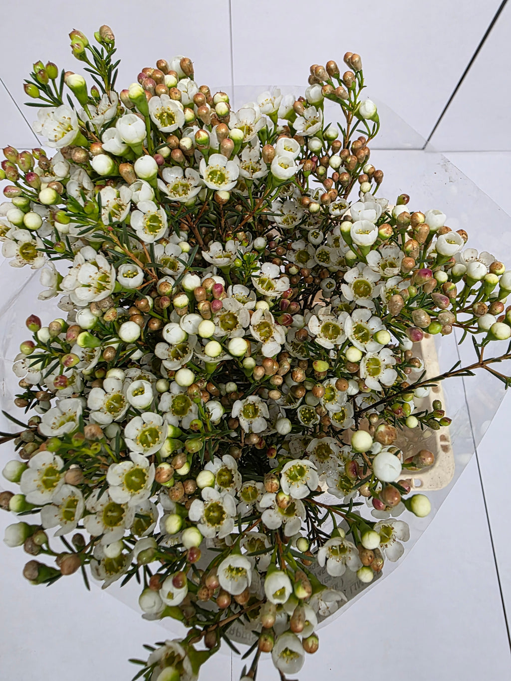 Farm Fresh Chame Wax Carlys White(Bunch of 25 stems, Length 60cm)