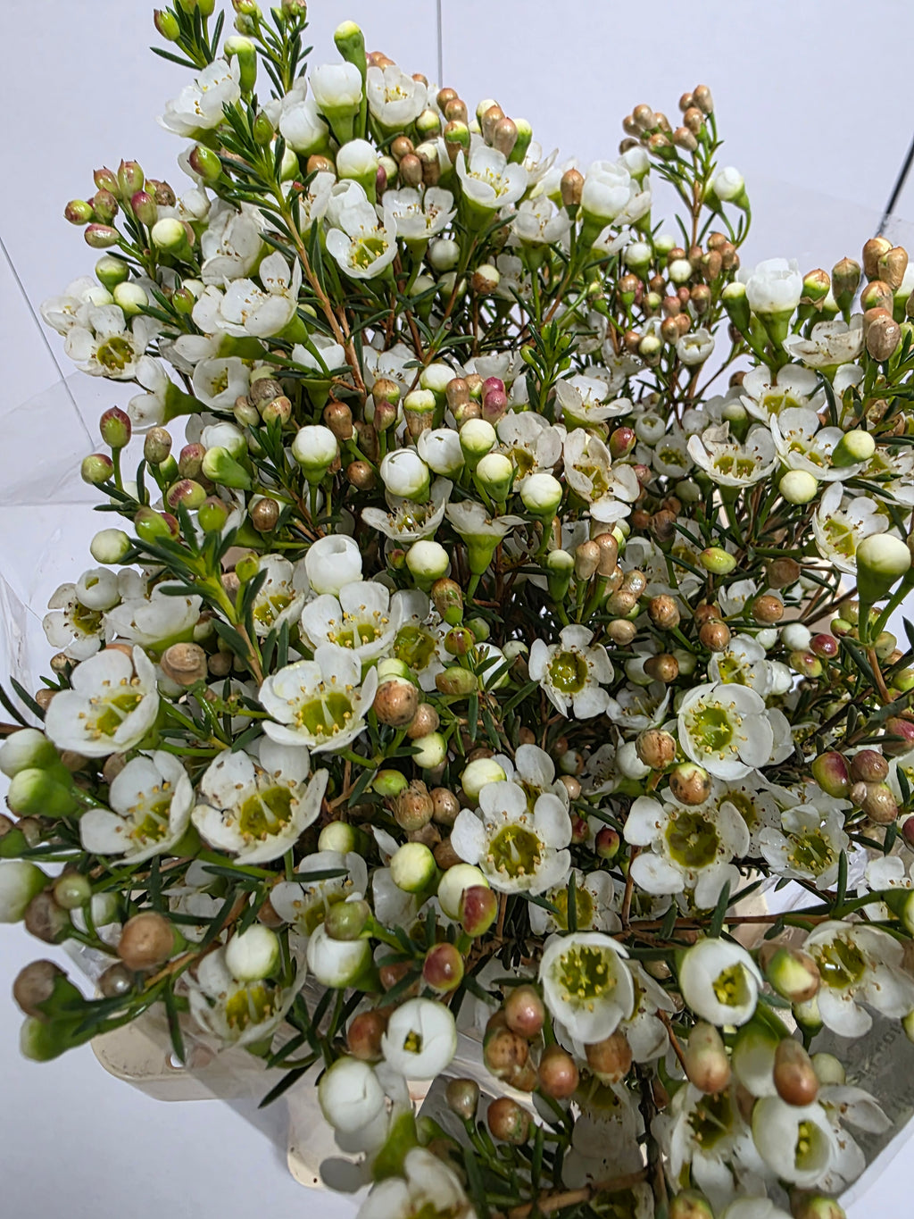 Farm Fresh Chame Wax Carlys White(Bunch of 25 stems, Length 60cm)