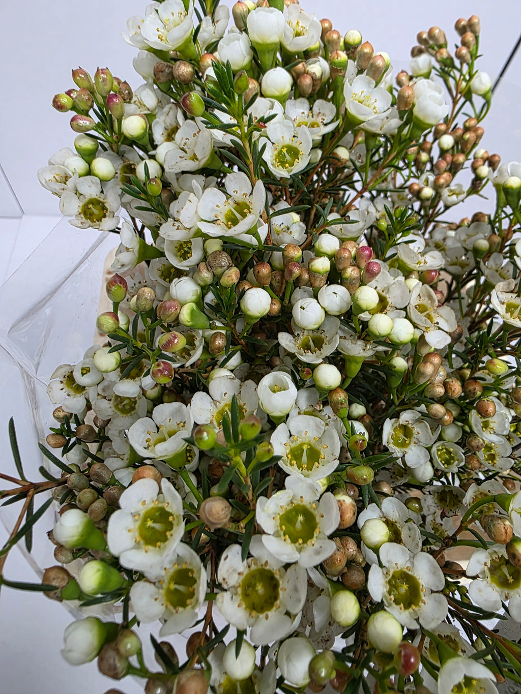 Farm Fresh Chame Wax Carlys White(Bunch of 25 stems, Length 60cm)