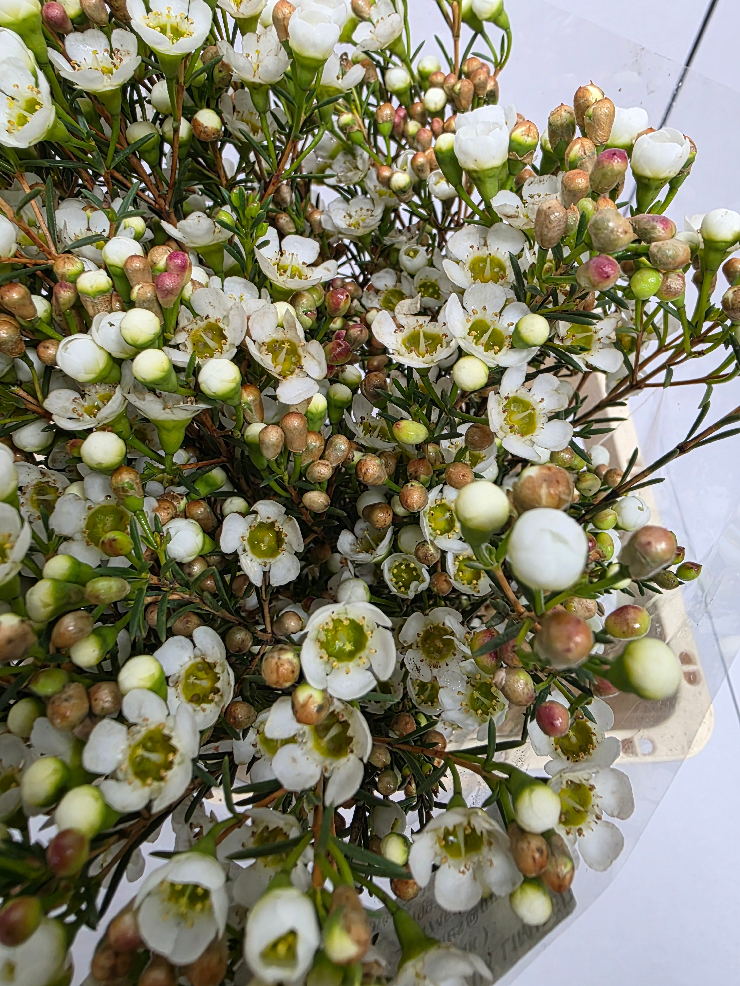 Farm Fresh Chame Wax Carlys White(Bunch of 25 stems, Length 60cm)